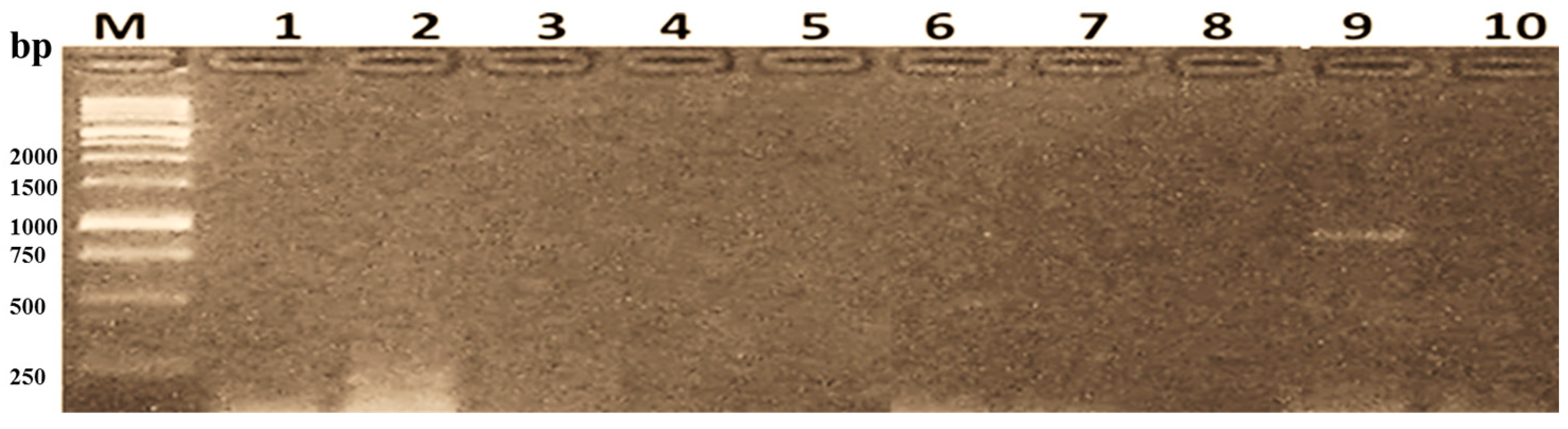 Agriculture 15 00061 g004