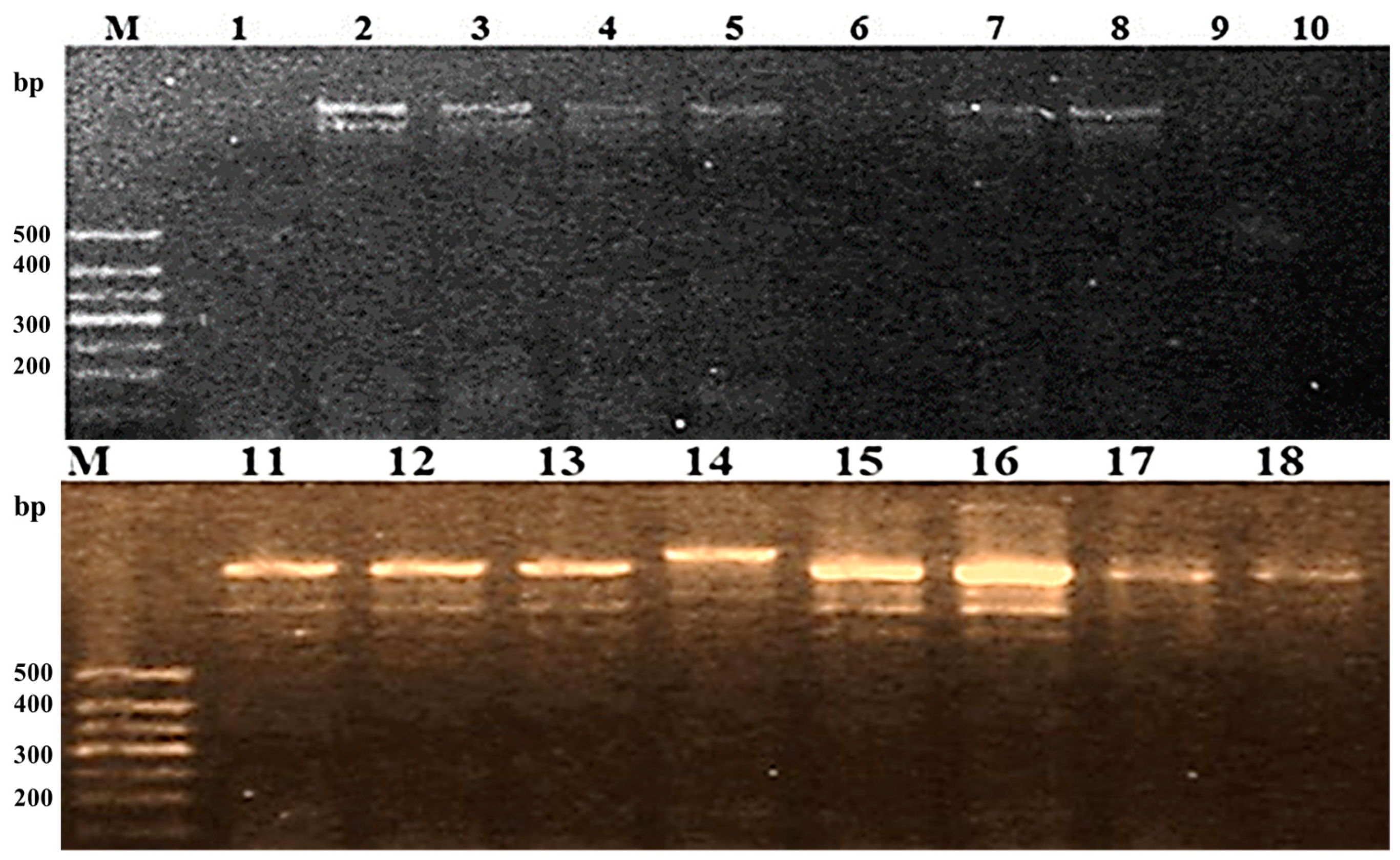 Agriculture 15 00061 g008