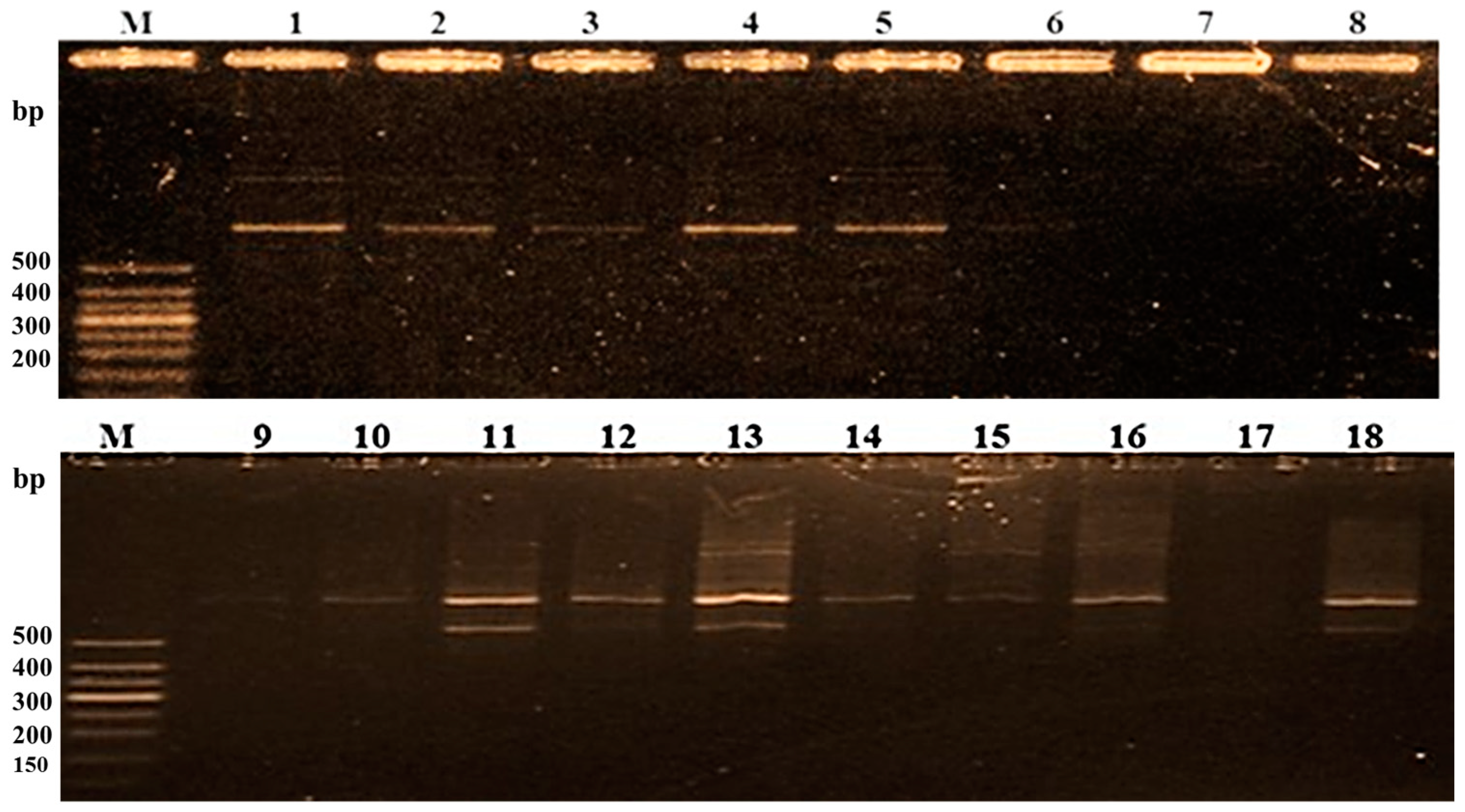 Agriculture 15 00061 g010