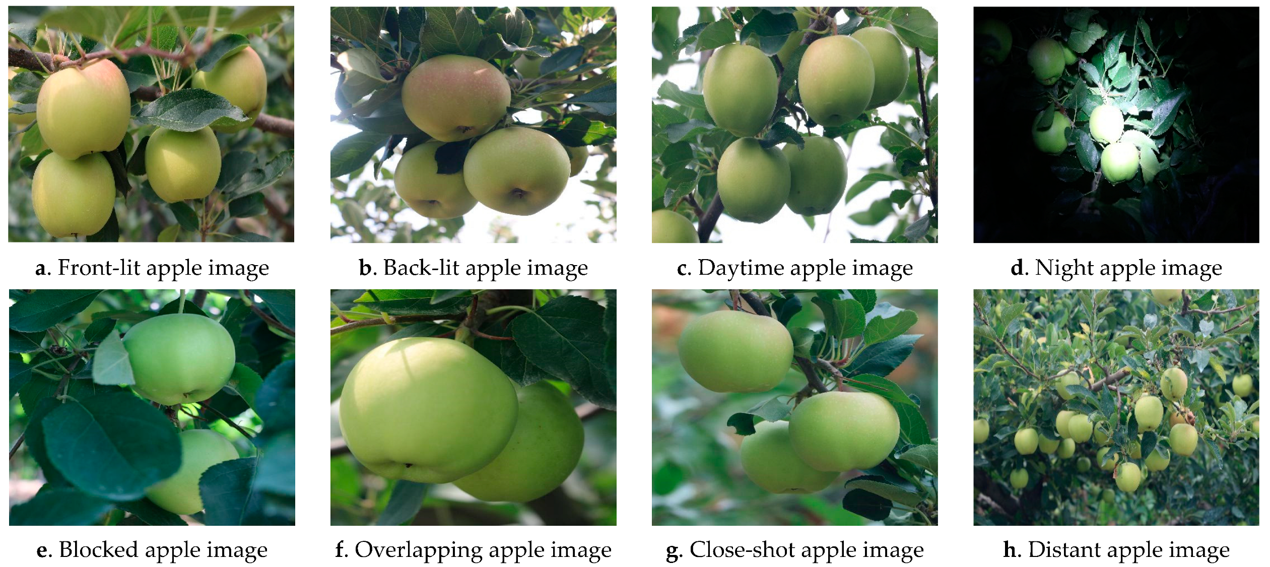 Agriculture 15 00075 g001