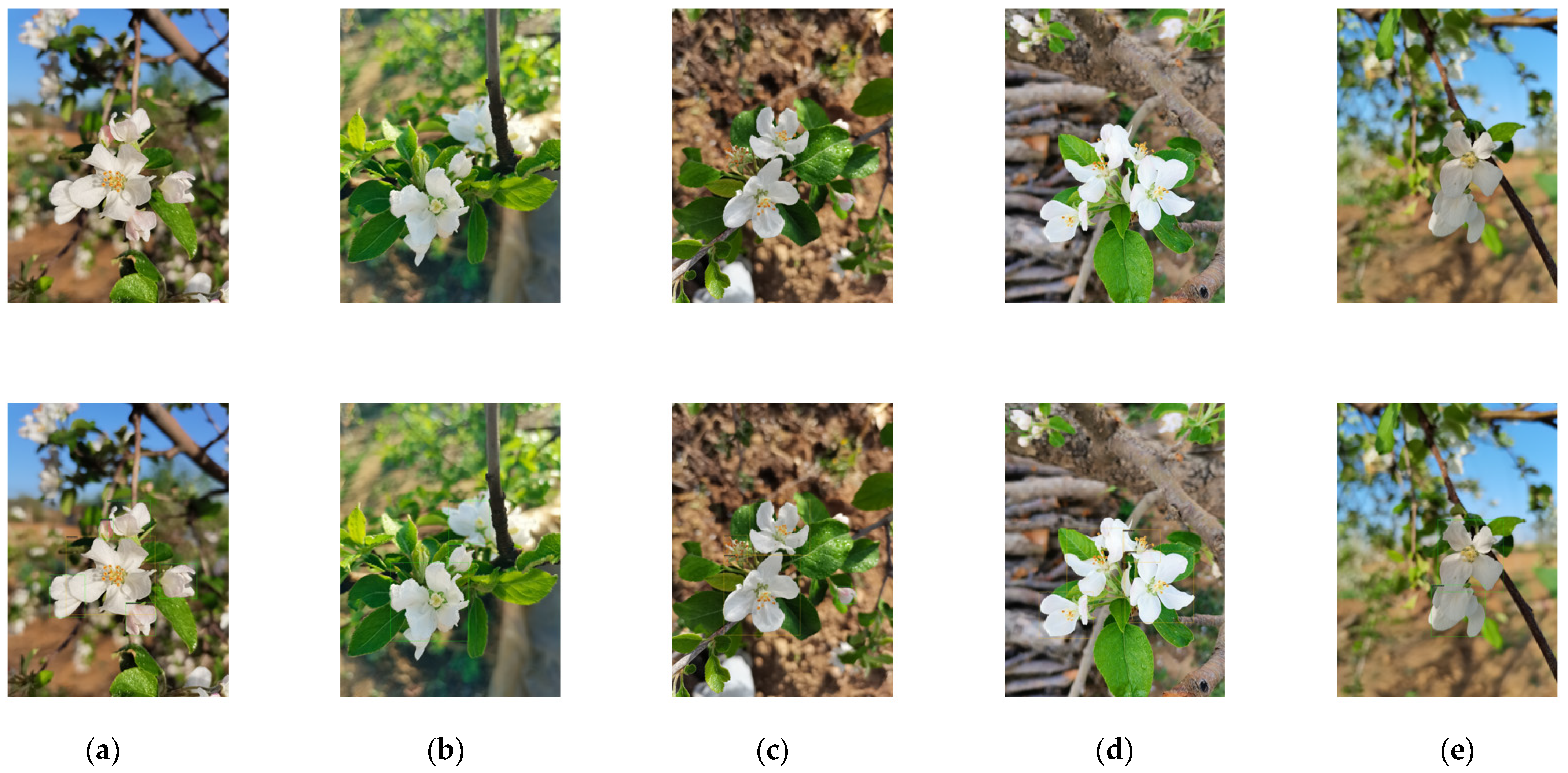 Agriculture 15 00075 g005