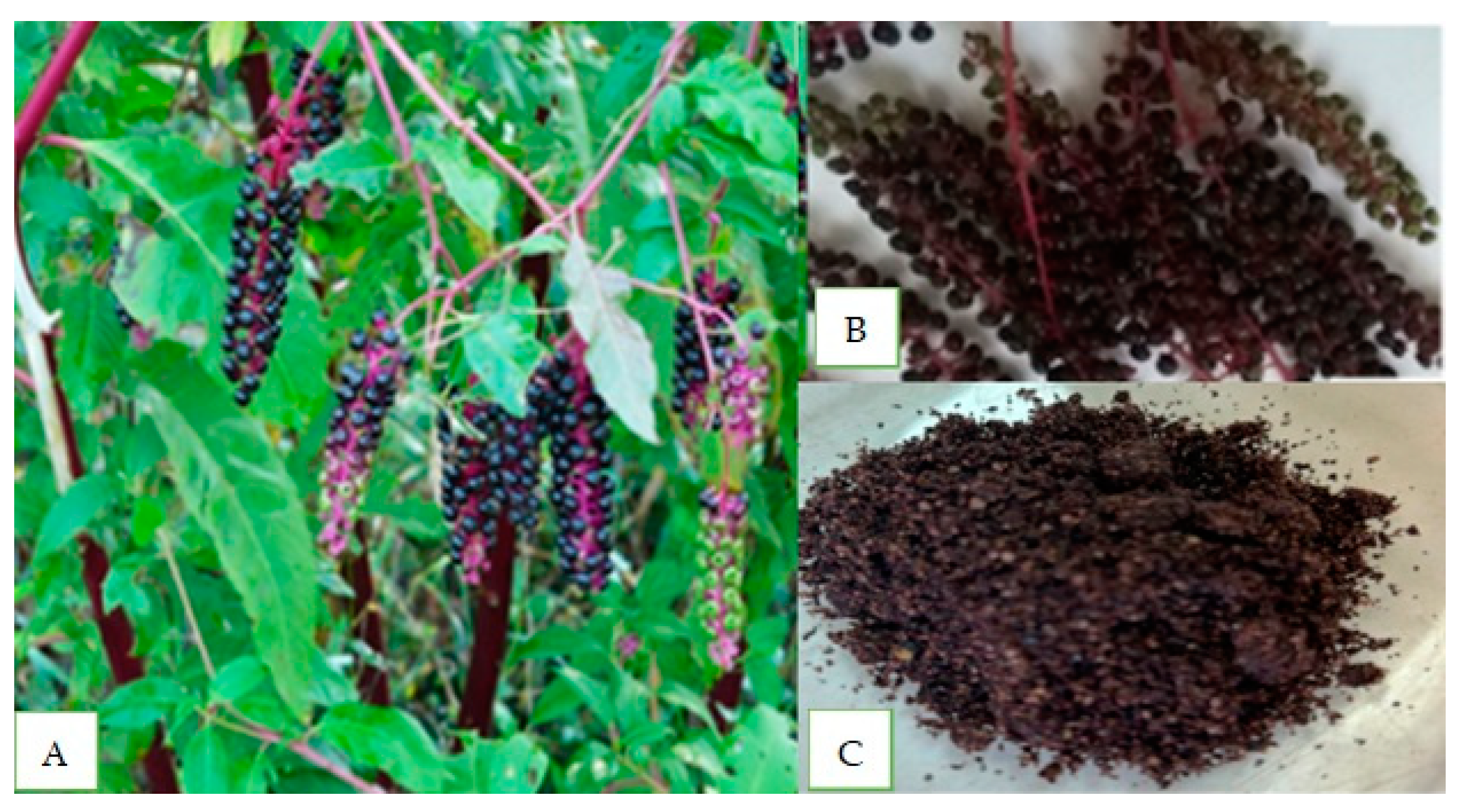 Agriculture 15 00086 g001 Agriculture 15 00086 g001