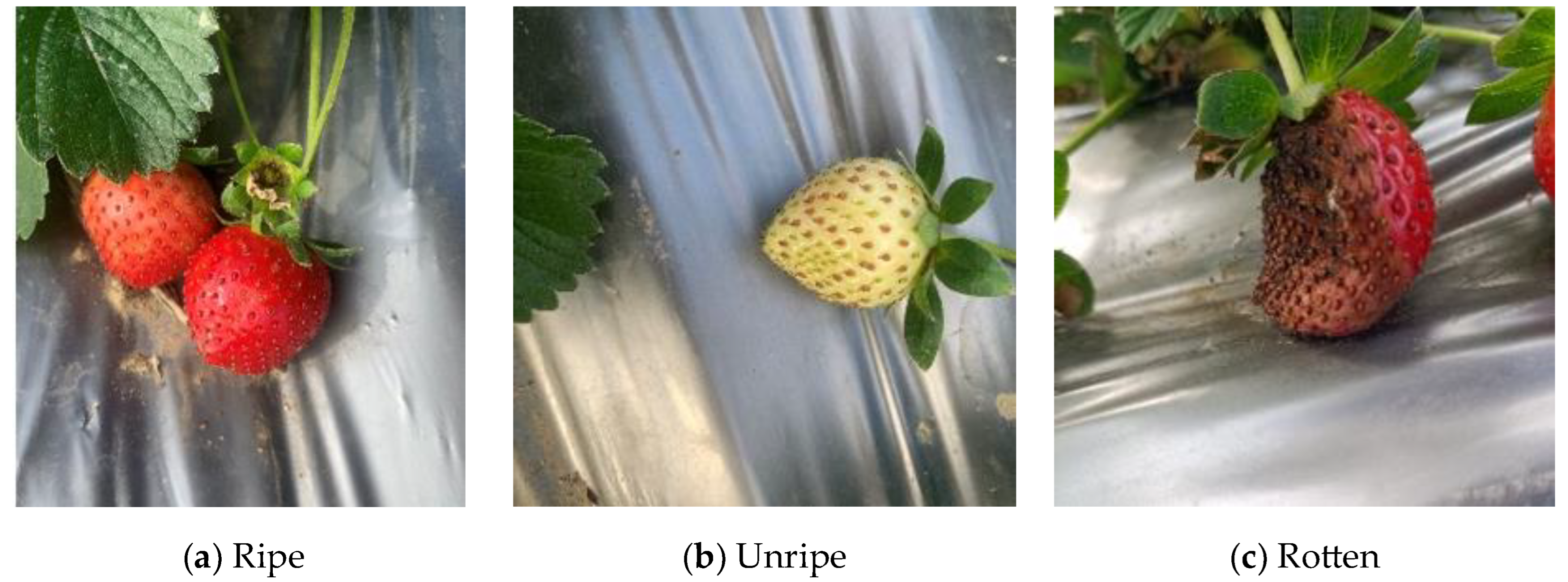 Agriculture 15 00090 g001