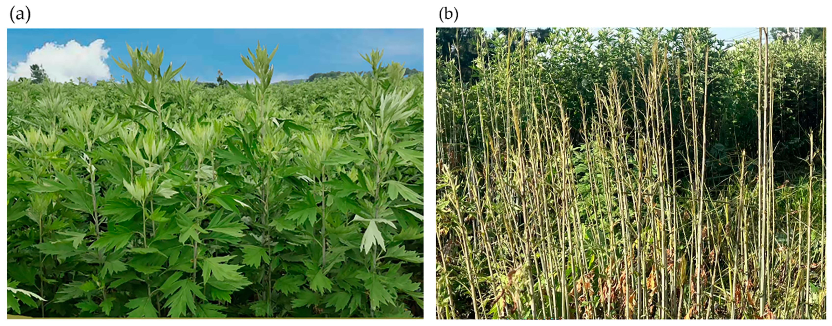 Agriculture 15 00111 g017