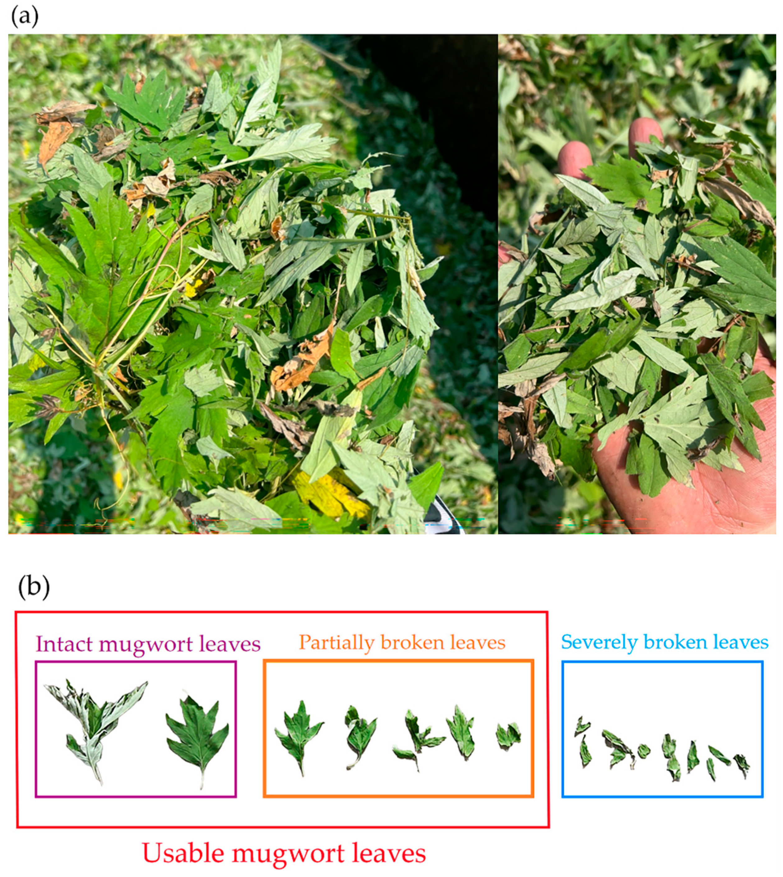 Agriculture 15 00111 g019