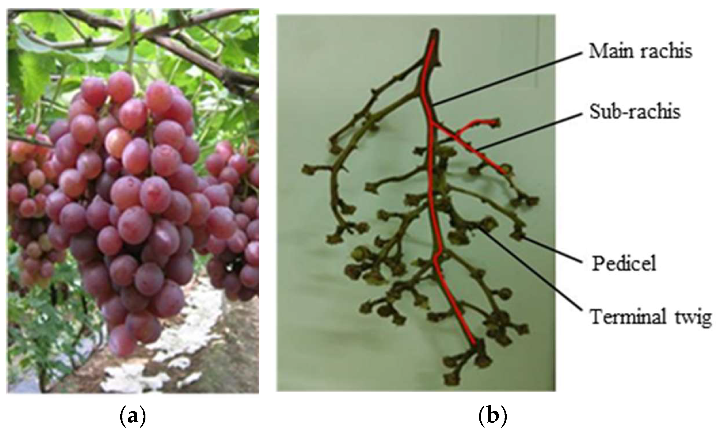 Agriculture 15 00154 g002