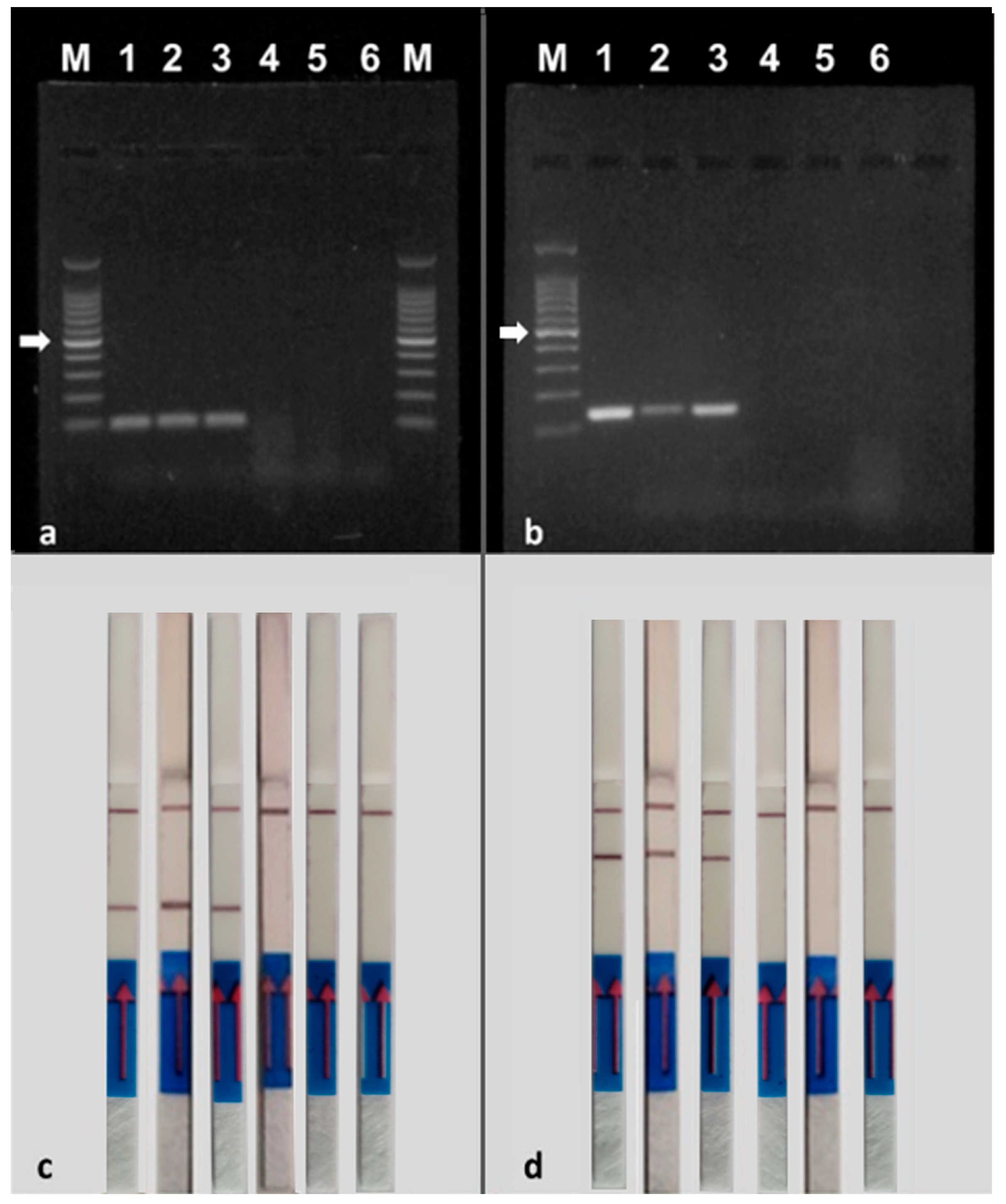 Agriculture 15 00160 g004 Agriculture 15 00160 g004
