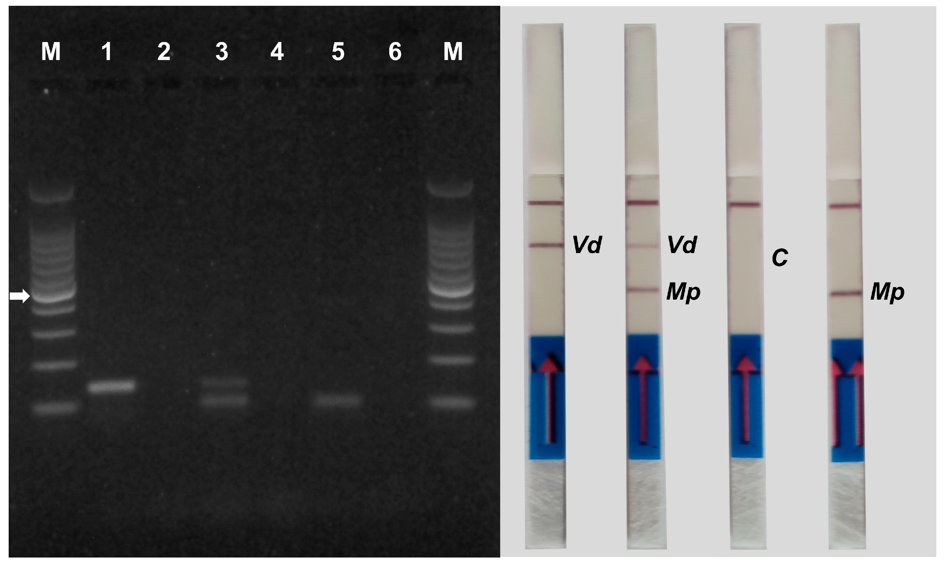 Agriculture 15 00160 g005 Agriculture 15 00160 g005