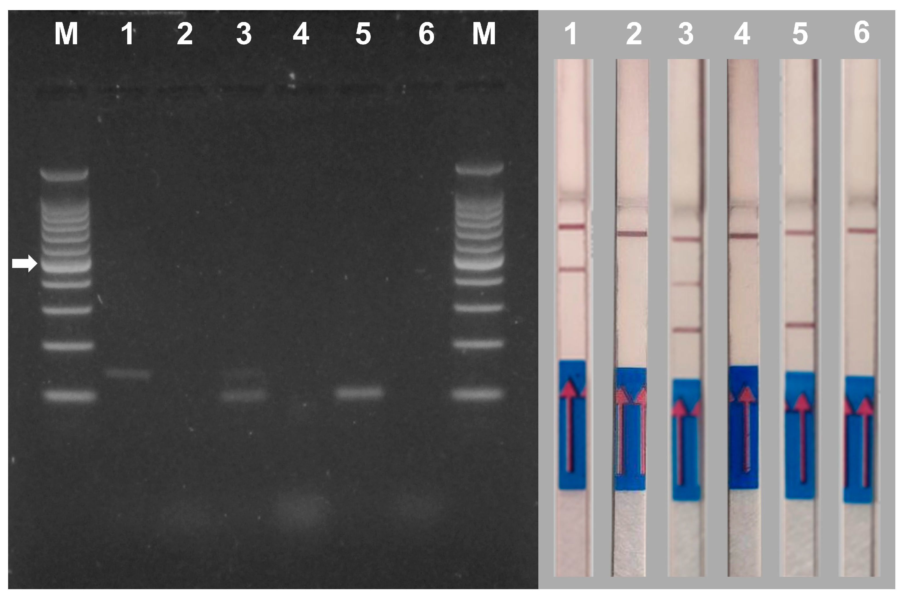 Agriculture 15 00160 g007 Agriculture 15 00160 g007