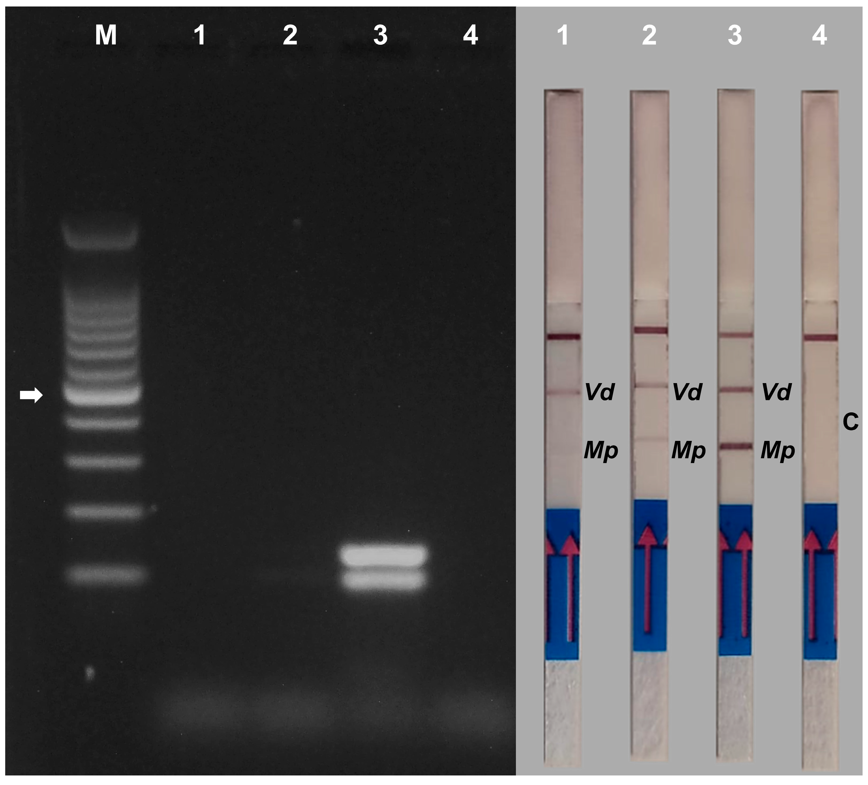 Agriculture 15 00160 g010 Agriculture 15 00160 g010