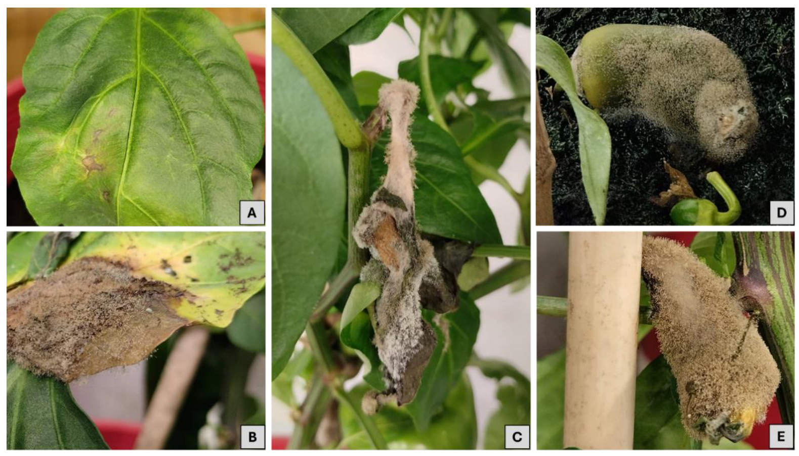 Agriculture 15 00164 g007