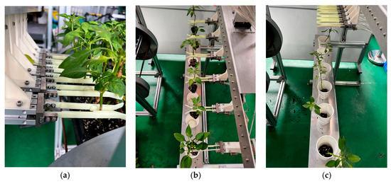 Design and Testing of a Whole-Row Top-Loosening Stem