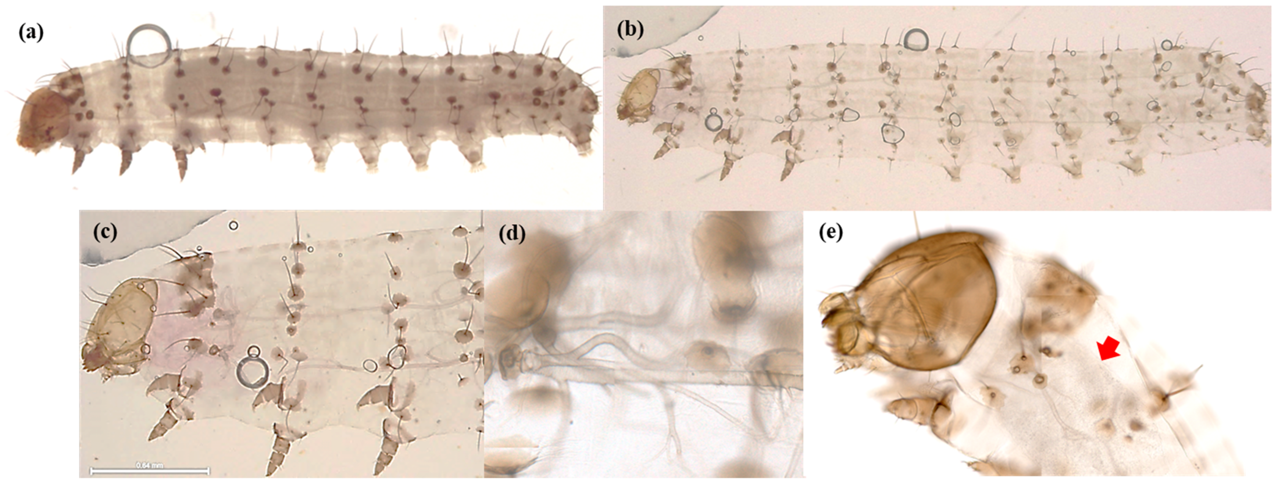 Agriculture 15 00170 g004