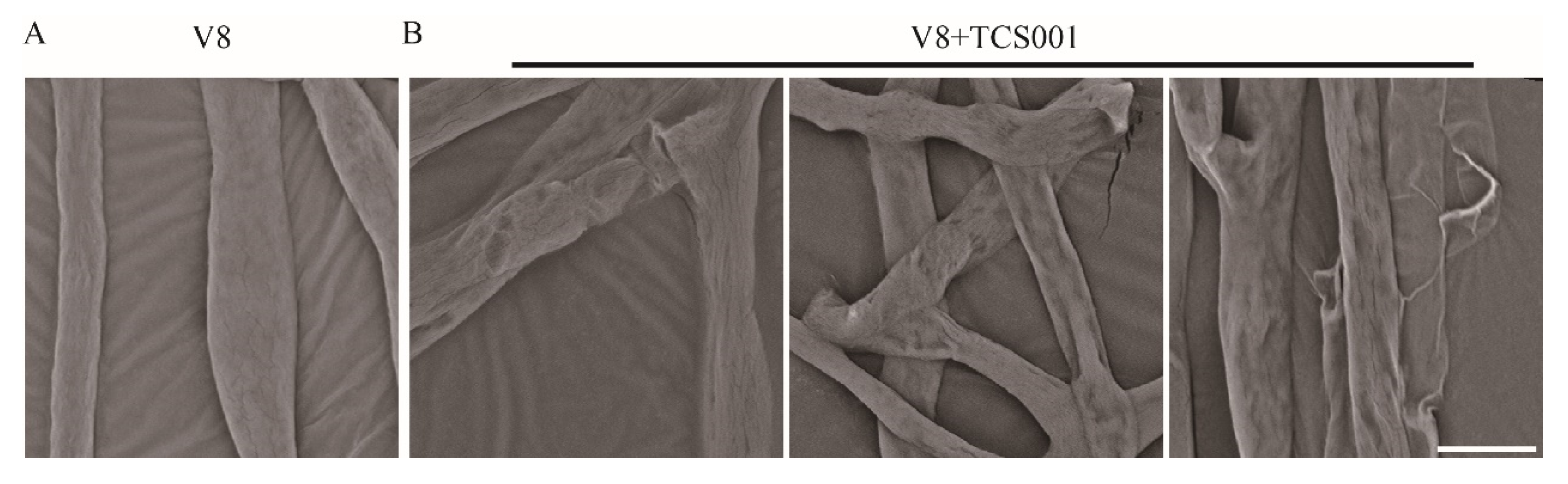 Agriculture 15 00193 g004