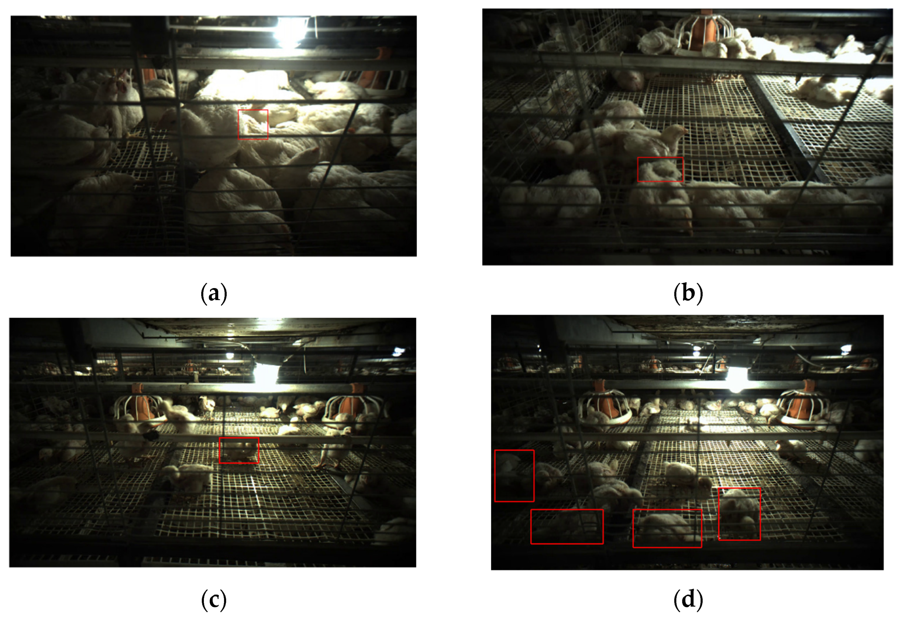 Agriculture 15 00225 g012