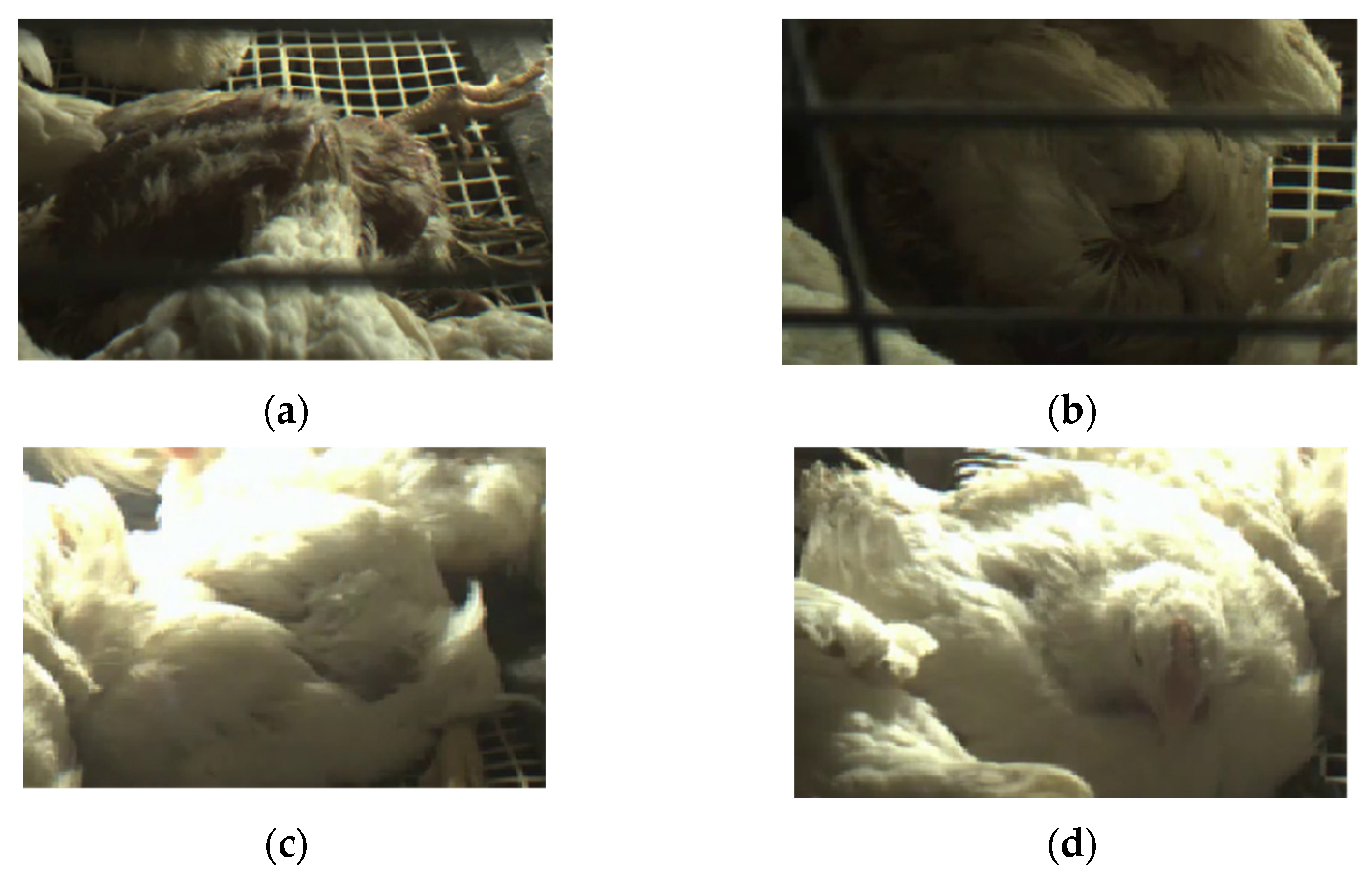 Agriculture 15 00225 g013