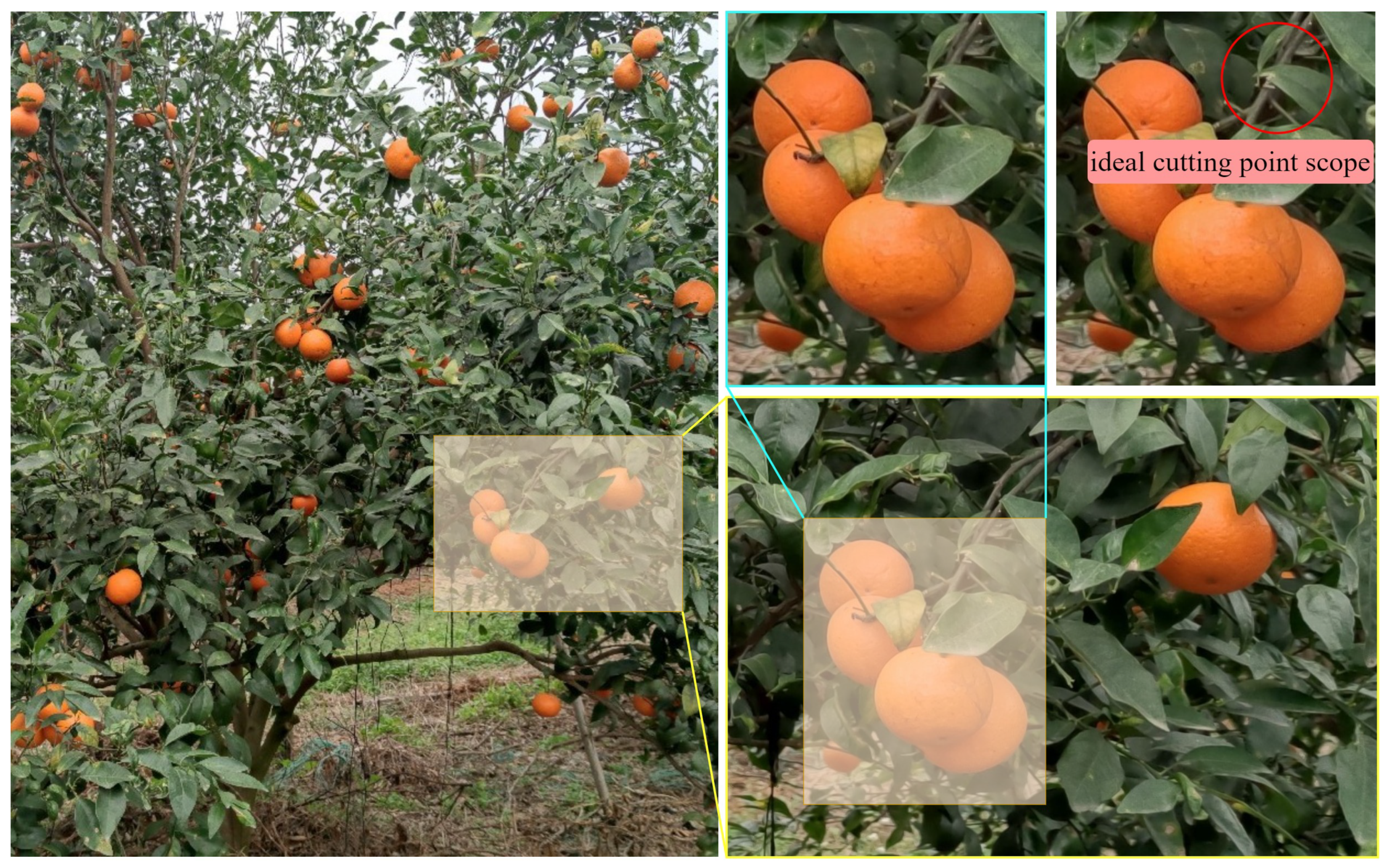 Agriculture 15 00237 g001