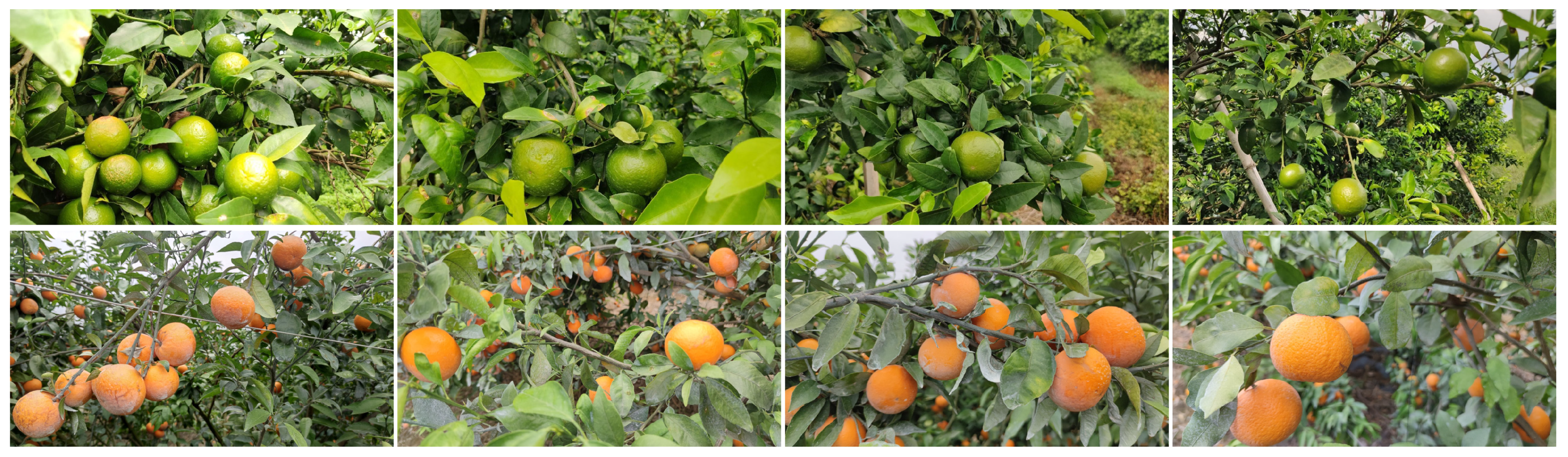 Agriculture 15 00237 g003