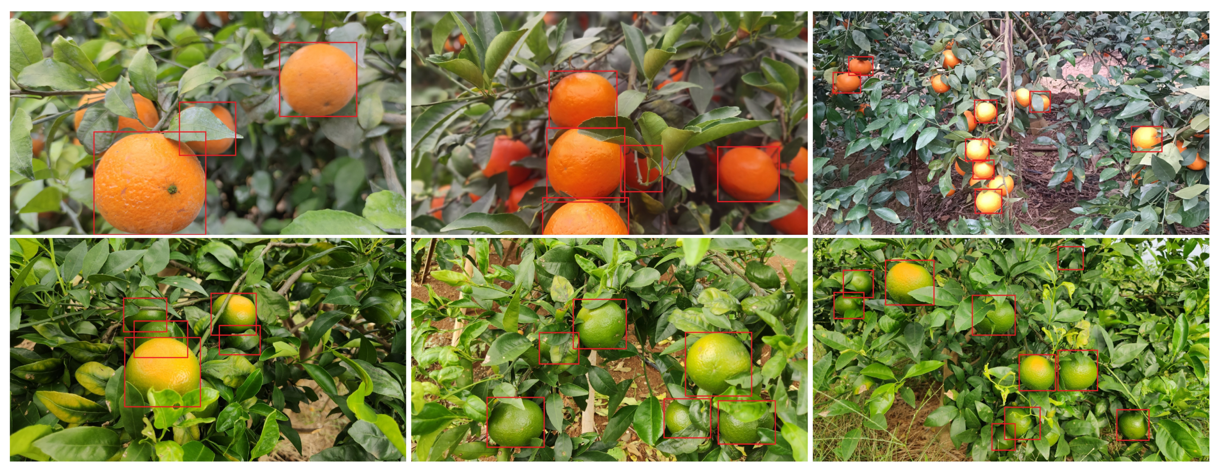 Agriculture 15 00237 g012