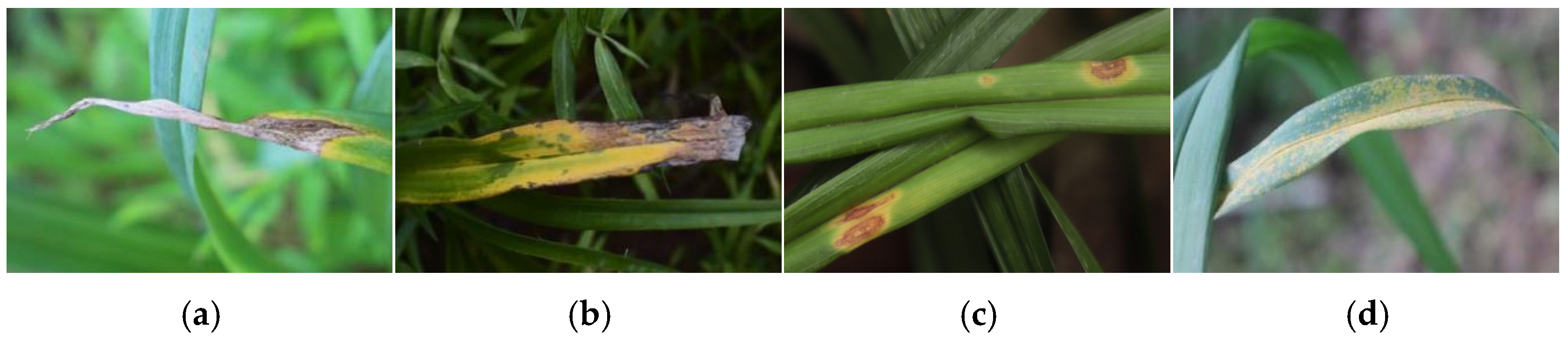 Agriculture 15 00262 g002