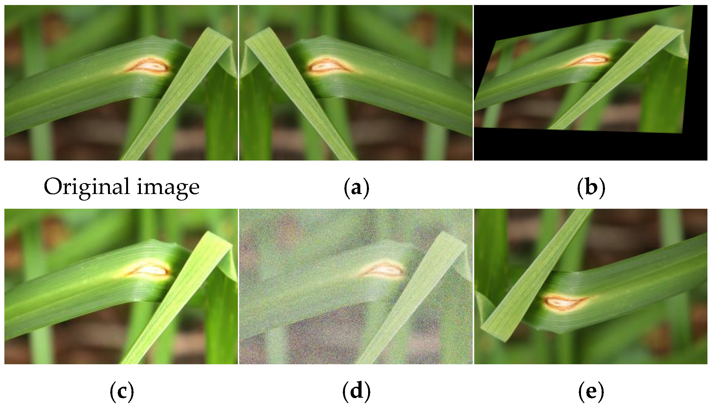 Agriculture 15 00262 g004