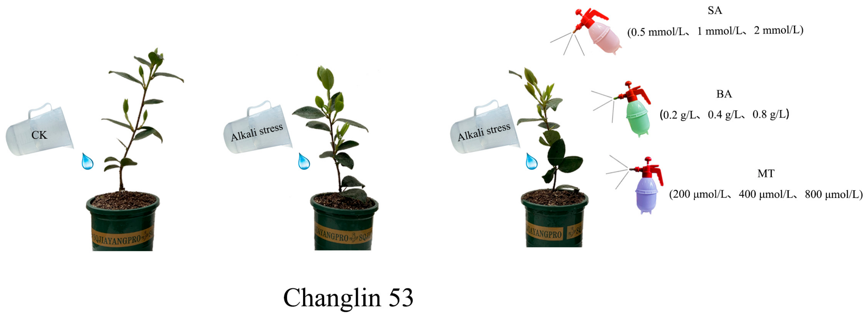 Agriculture 15 00274 g001