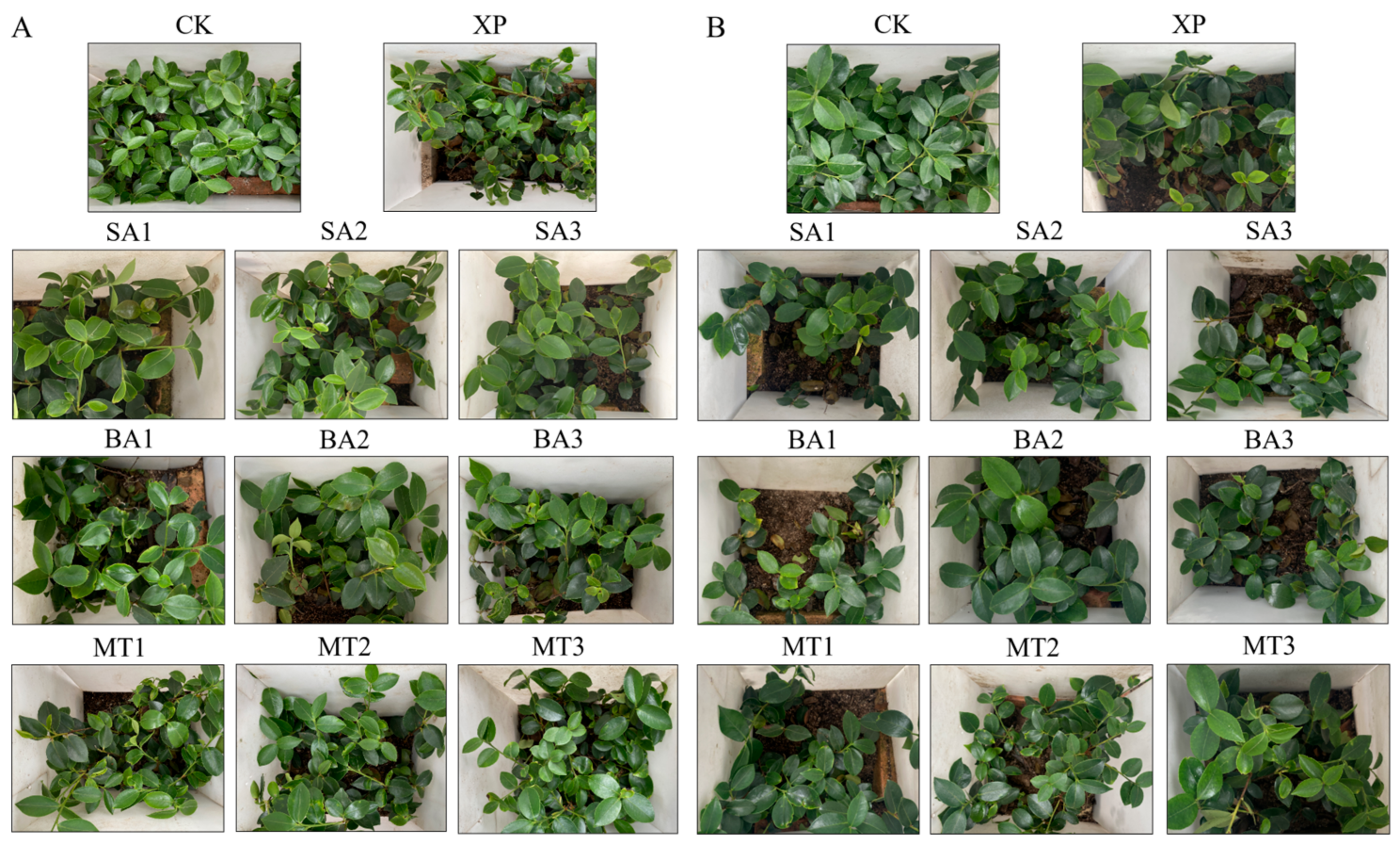 Agriculture 15 00274 g002