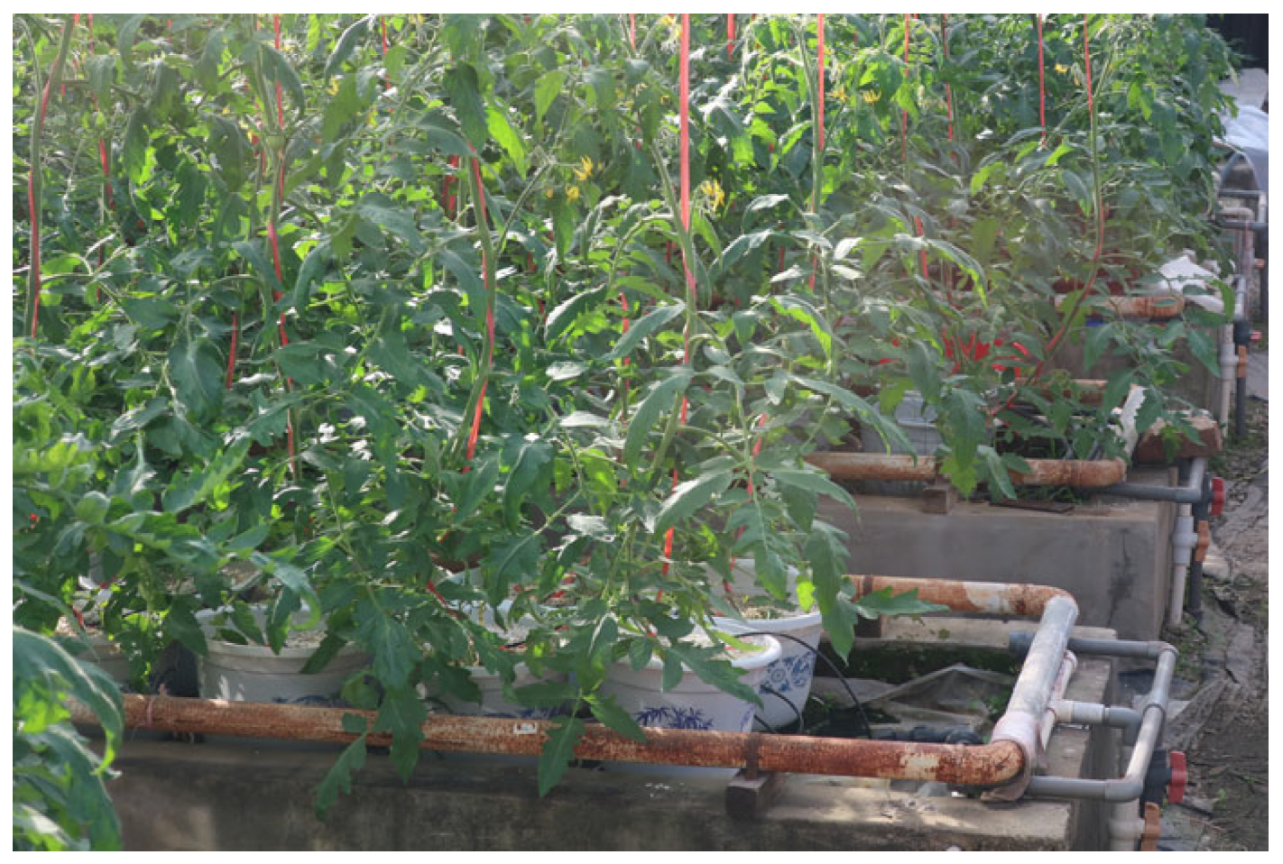 Agriculture 15 00304 g001