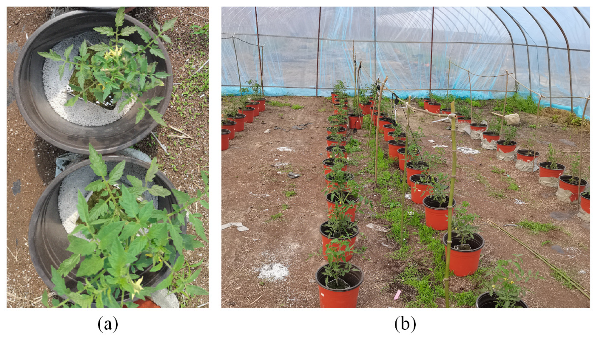 Agriculture 15 00307 g001