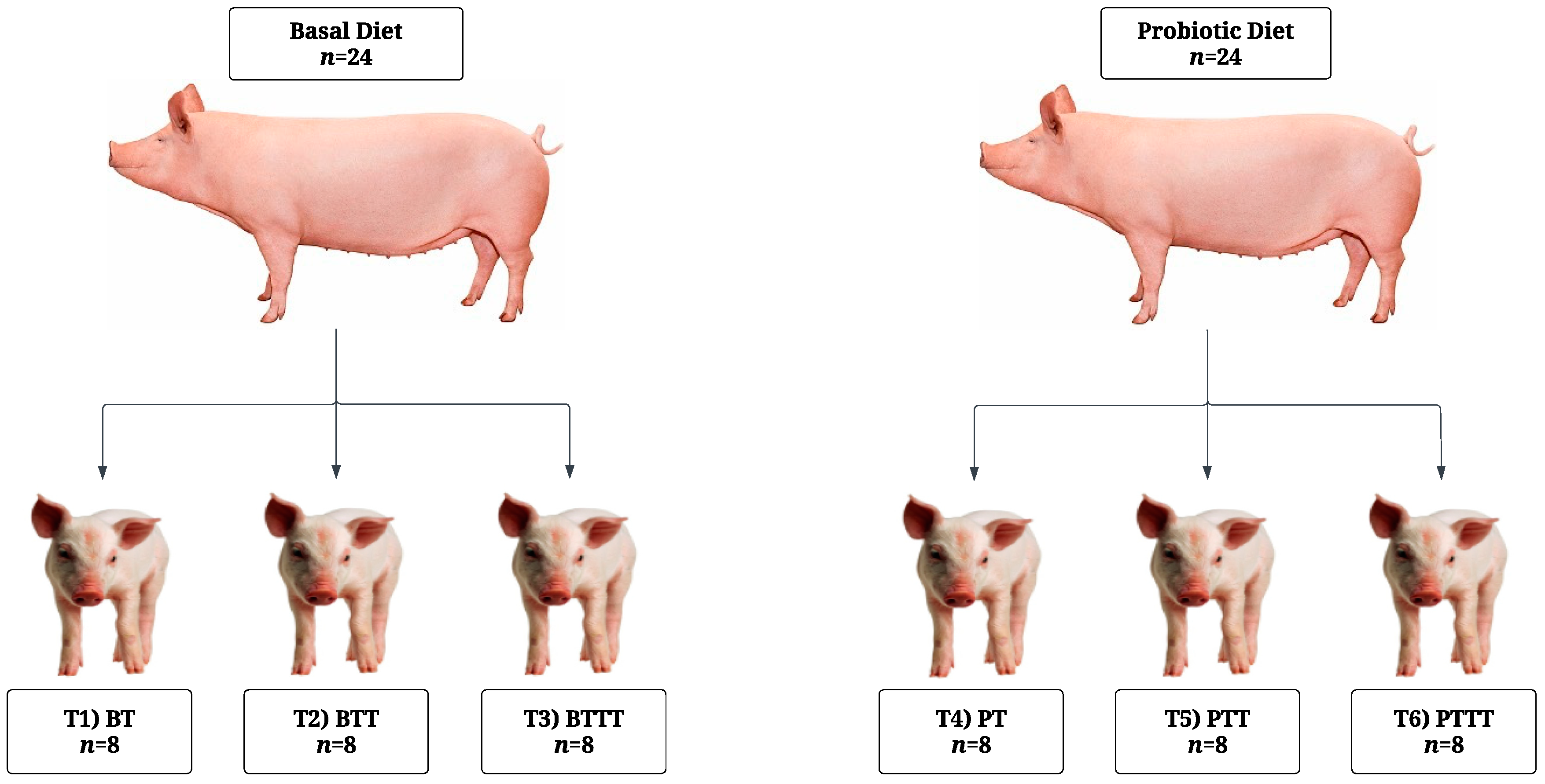 Agriculture 15 00310 g001