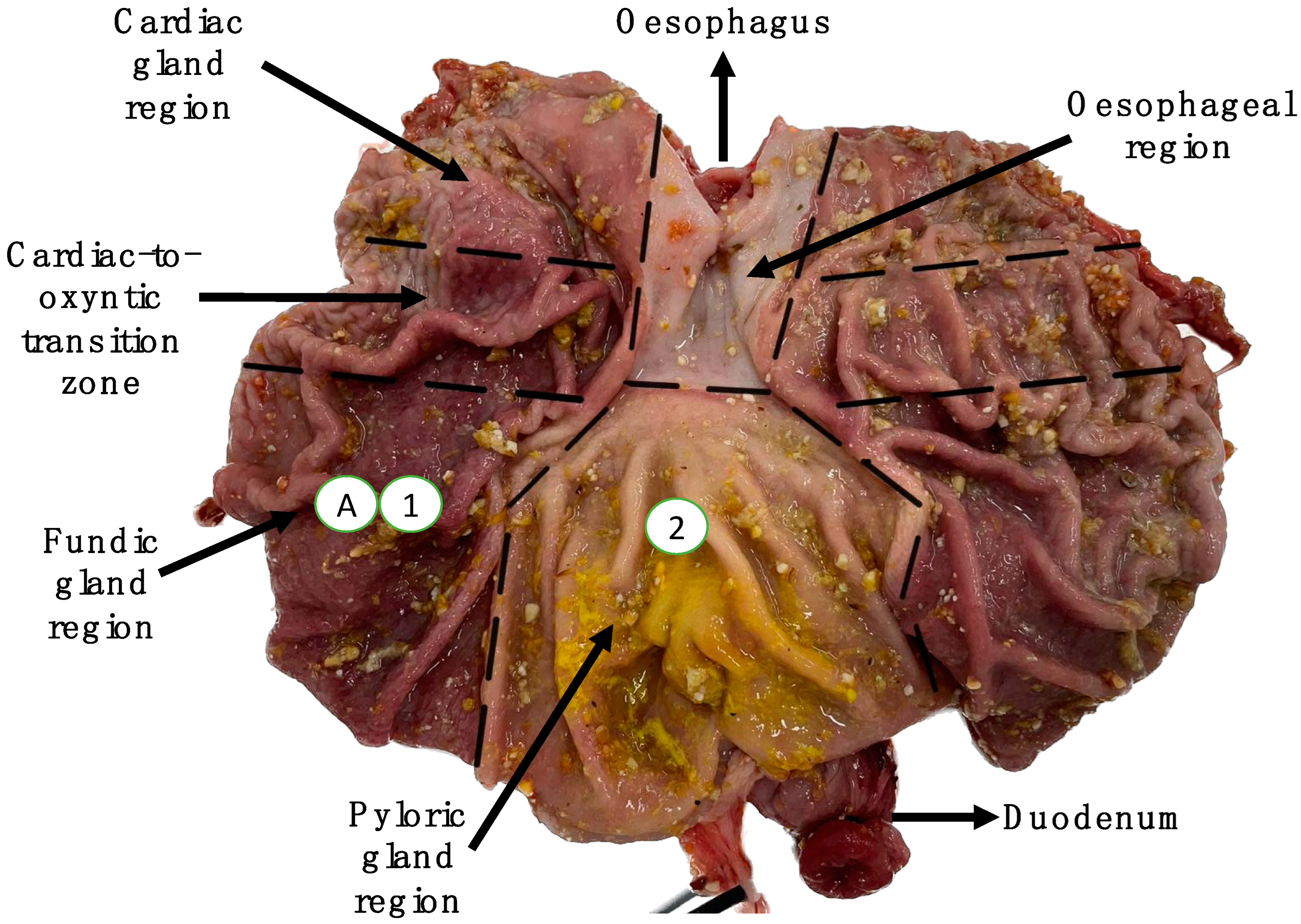 Agriculture 15 00310 g002