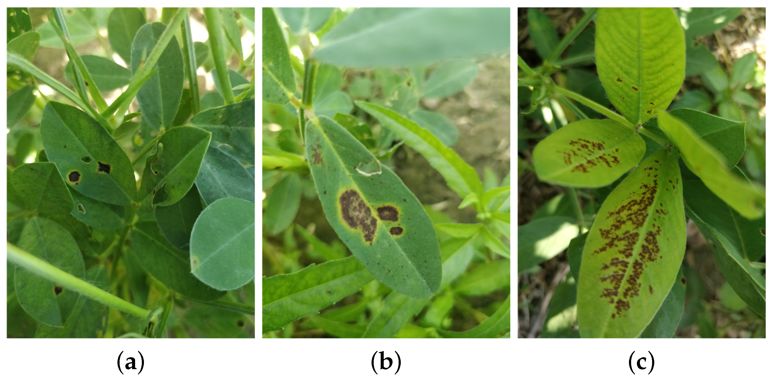 Agriculture 15 00332 g002