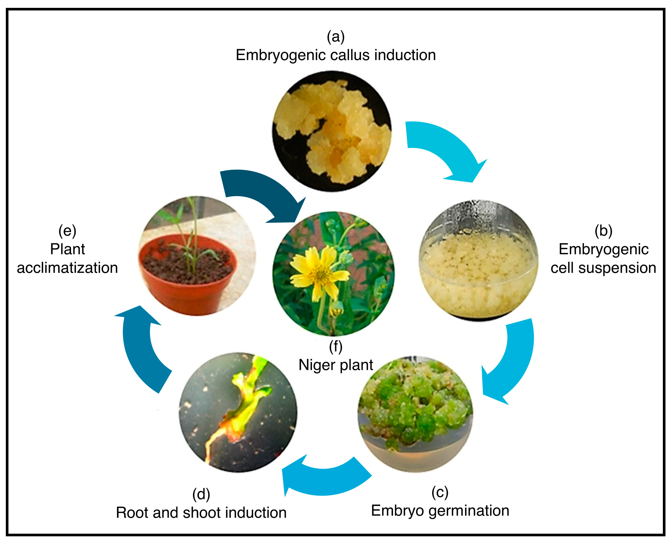 Agriculture 15 00350 g004