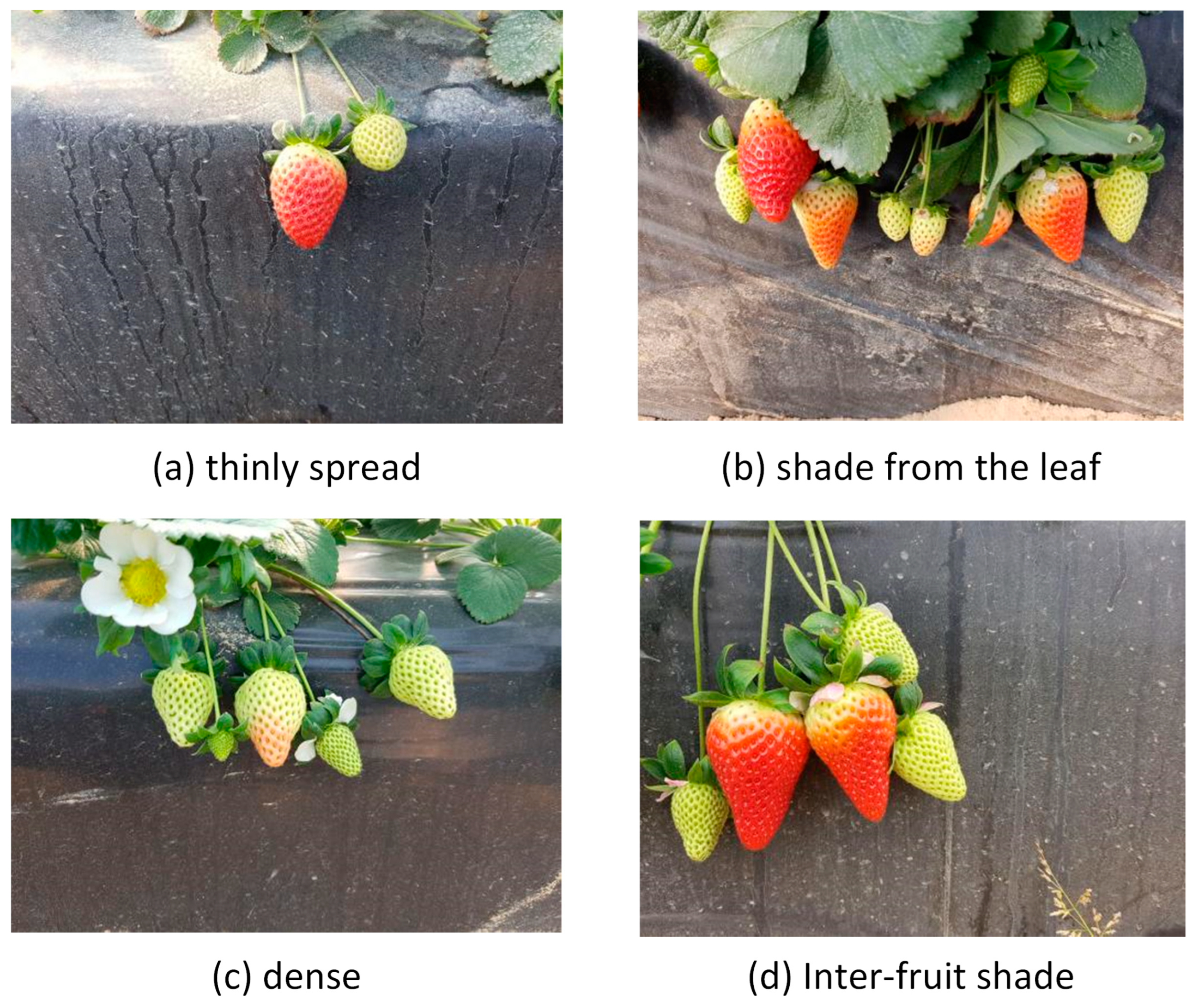 Agriculture 15 00372 g001