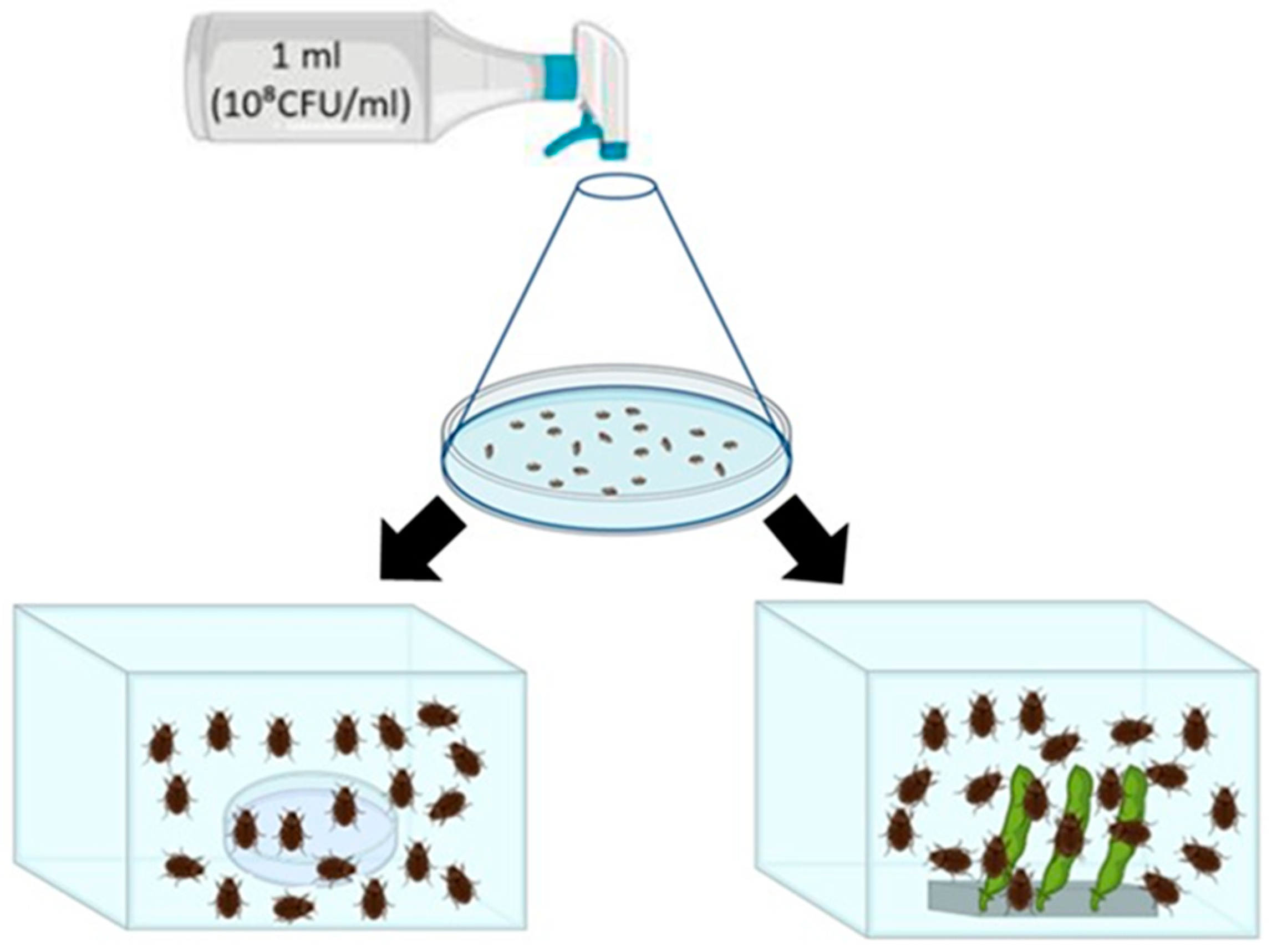 Agriculture 15 00376 g001