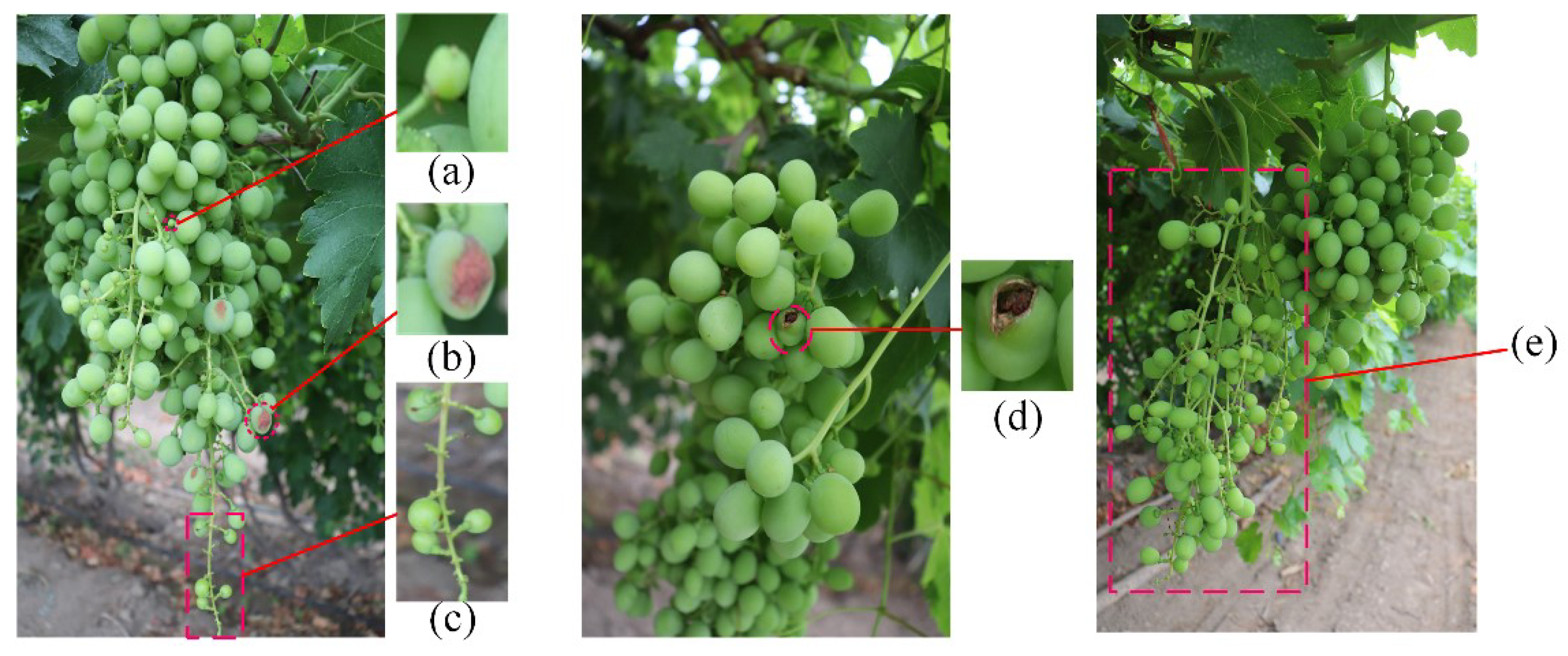 Agriculture 15 00387 g002