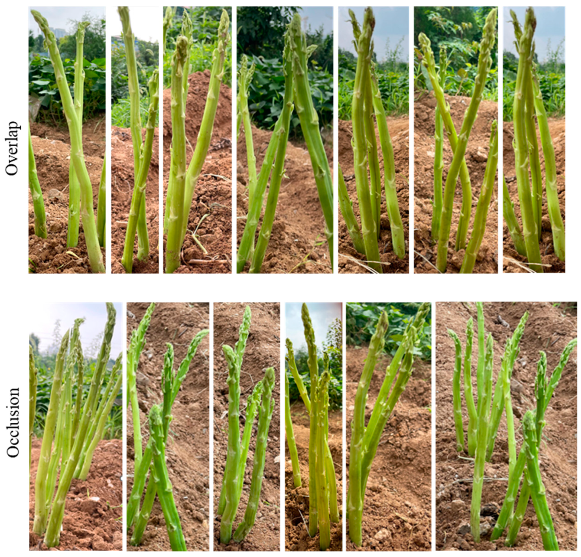 Agriculture 15 00407 g002