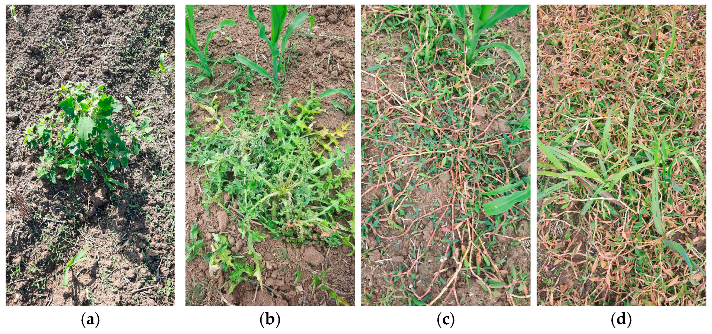 Agriculture 15 00418 g004