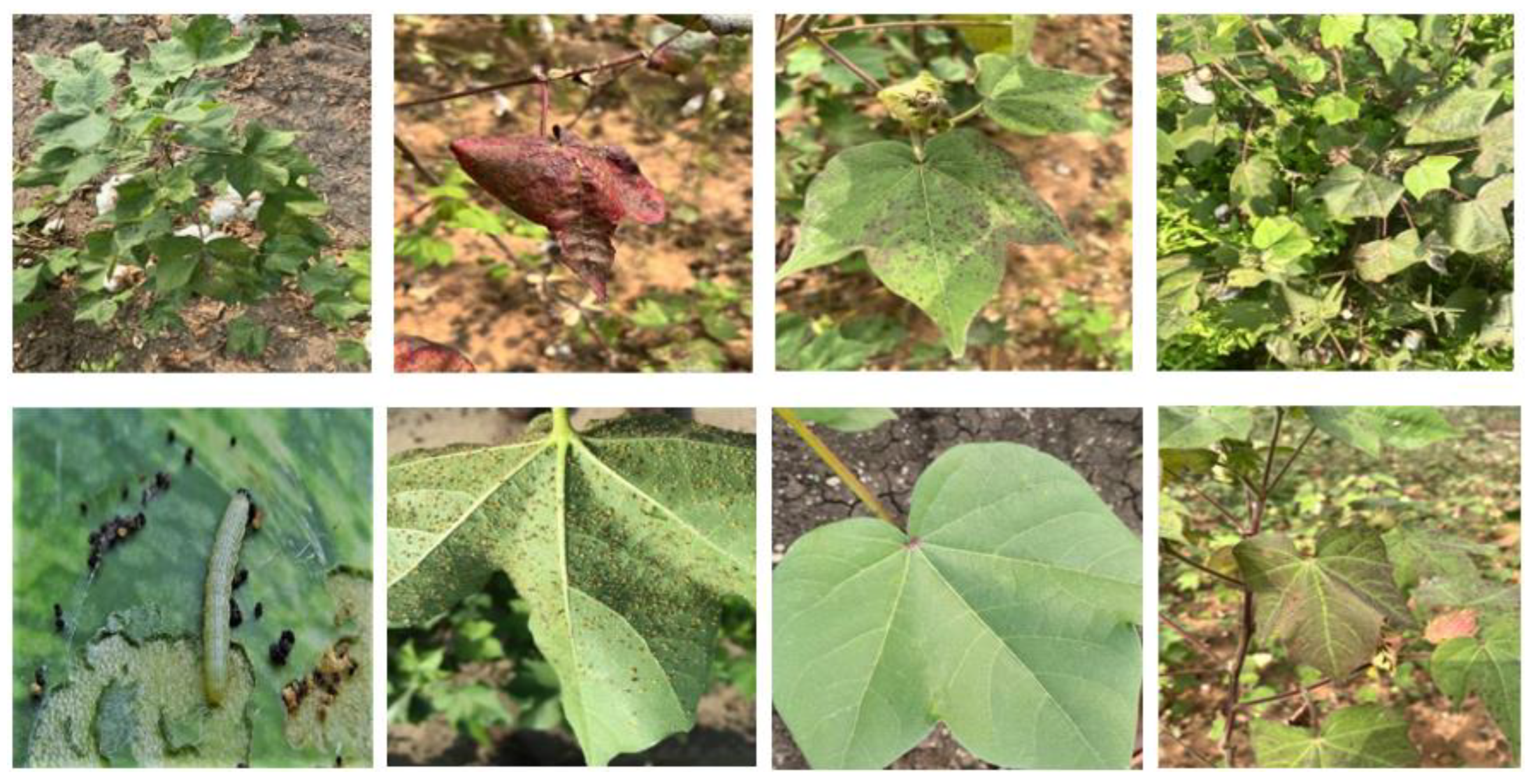 Agriculture 15 00421 g002