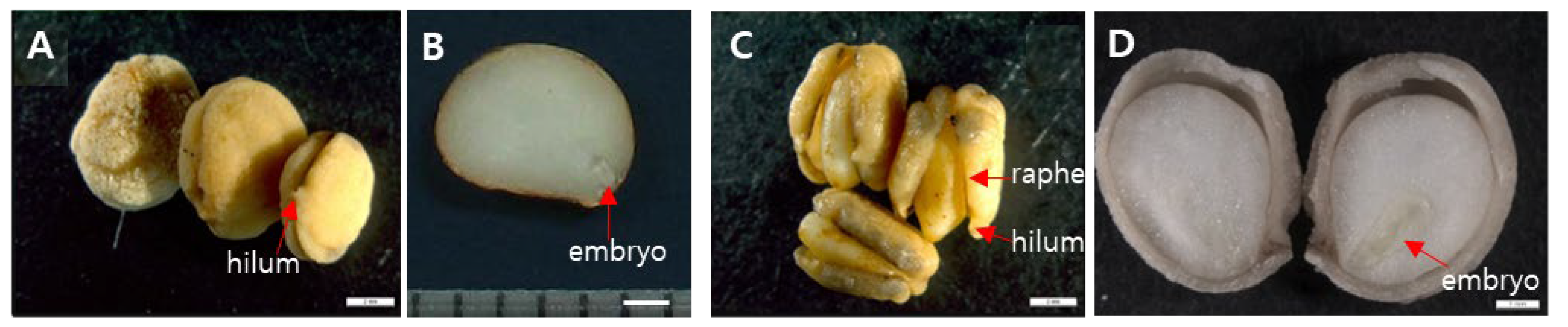 Agriculture 15 00426 g001