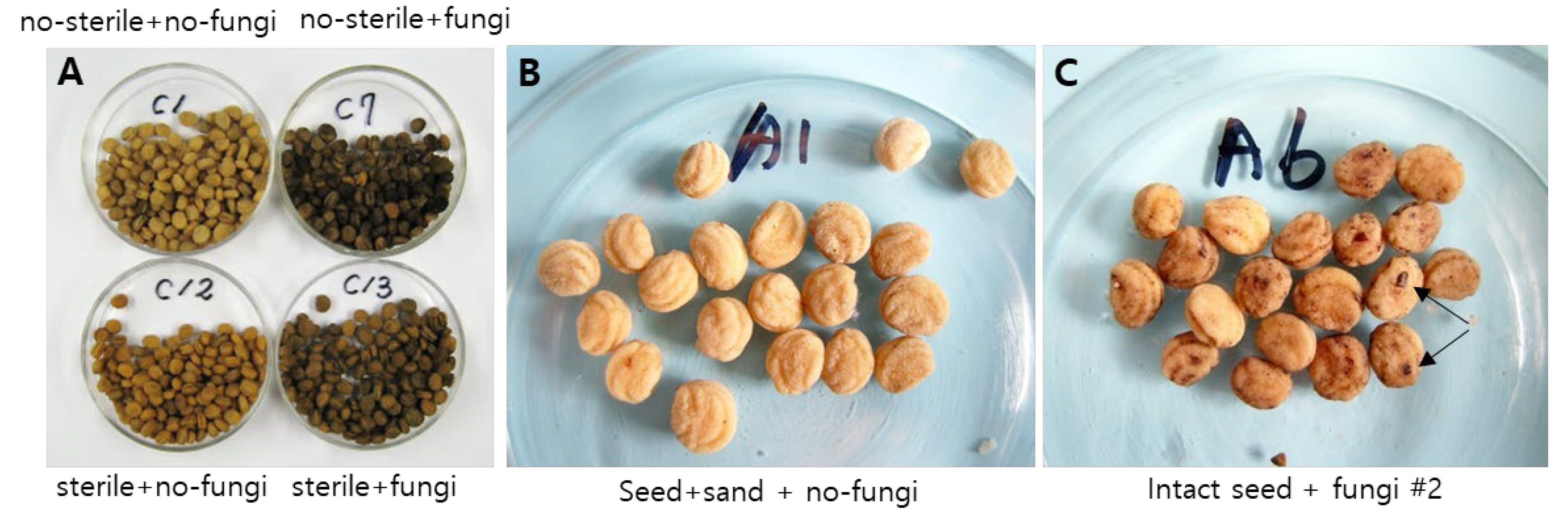 Agriculture 15 00426 g010