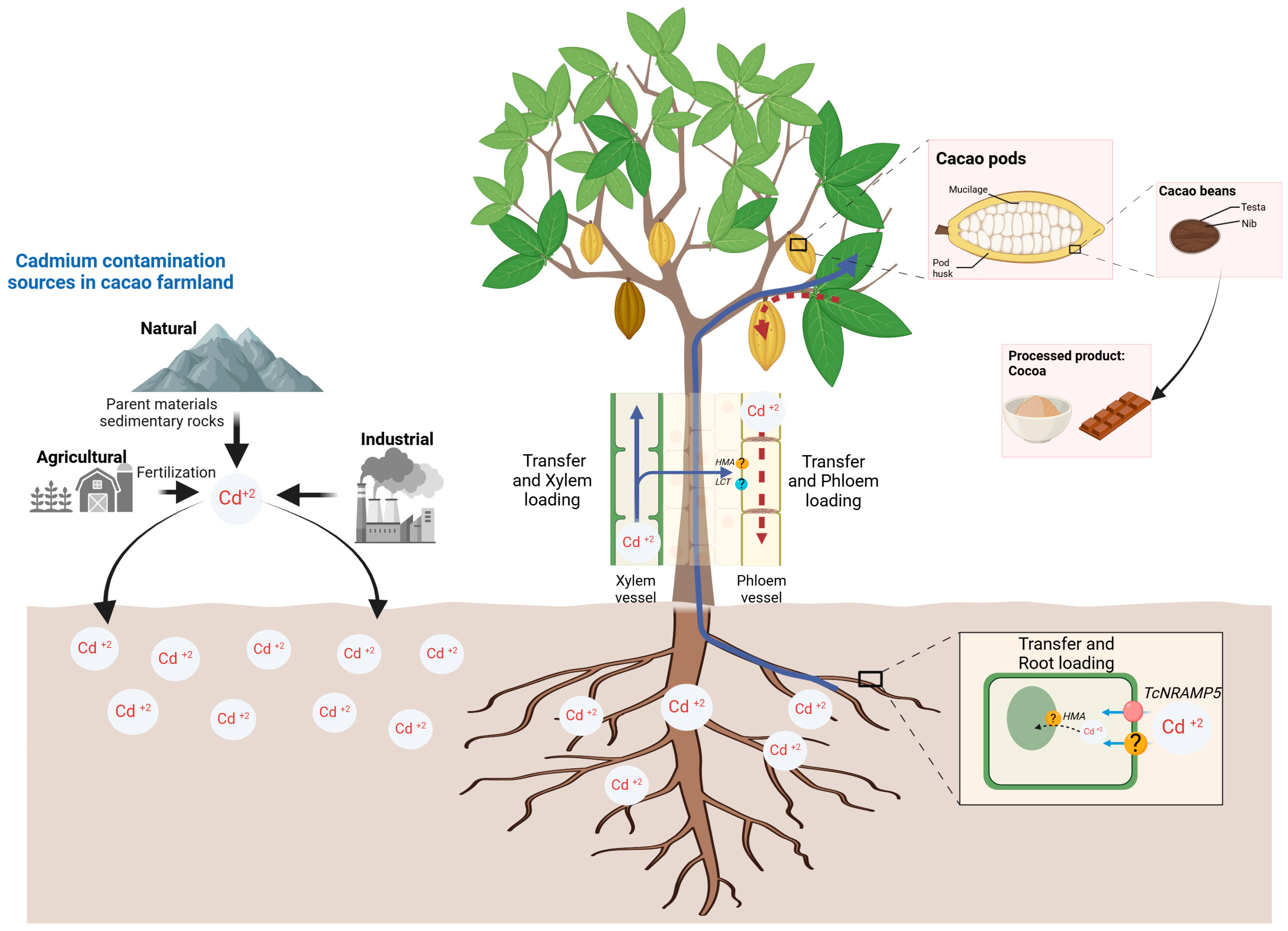 Agriculture 15 00433 g001