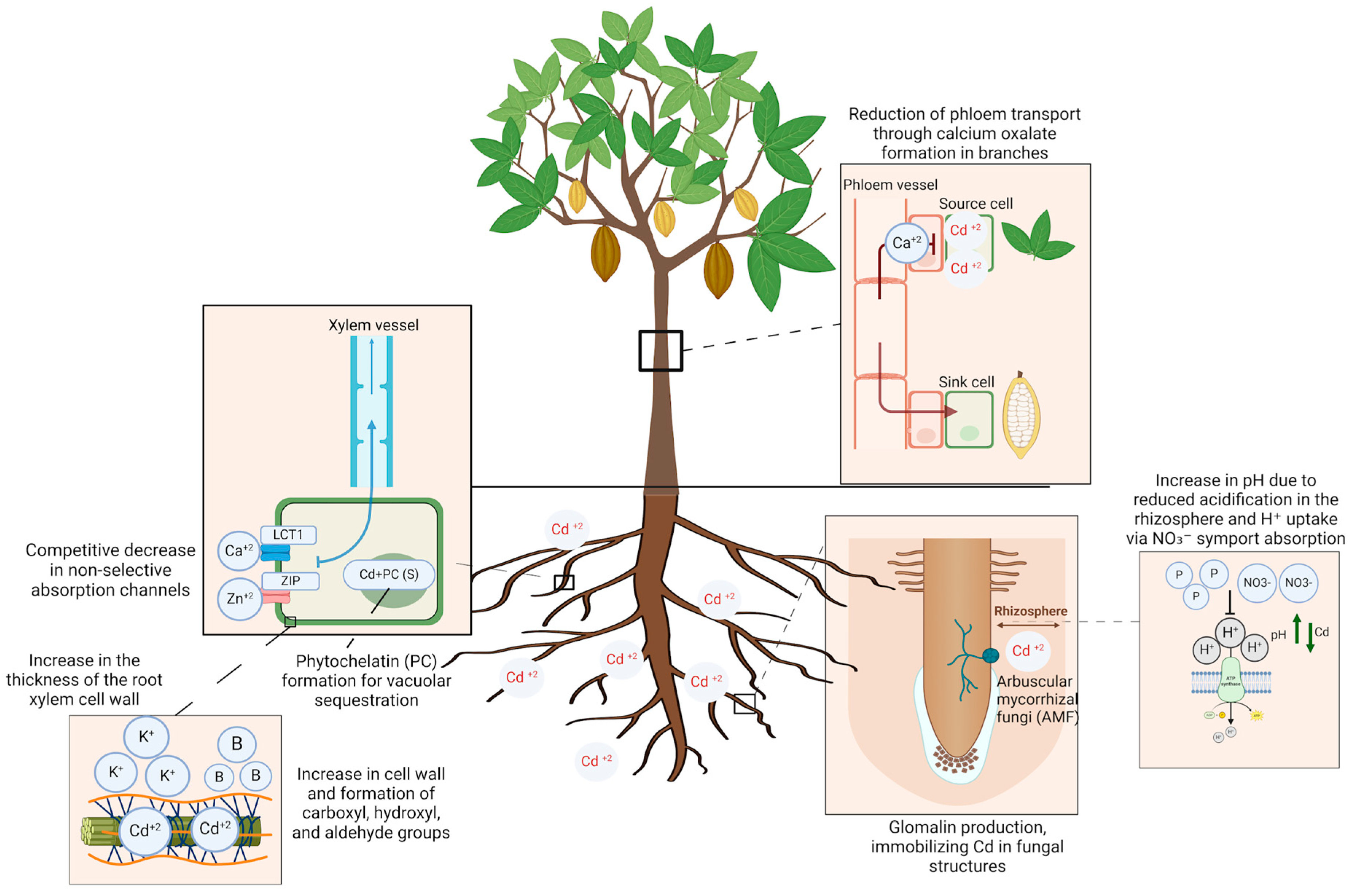 Agriculture 15 00433 g002