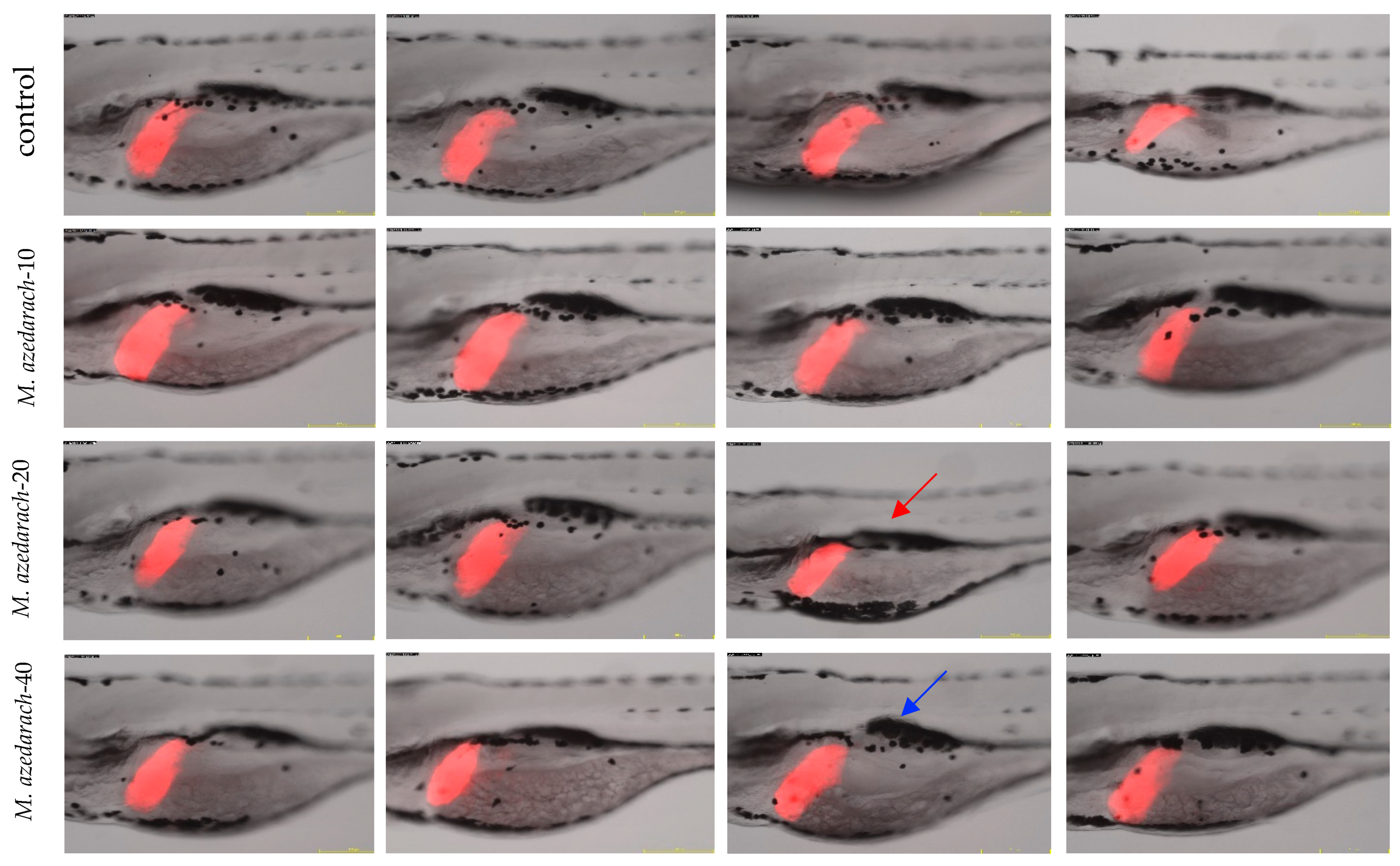 Agriculture 15 00436 g001