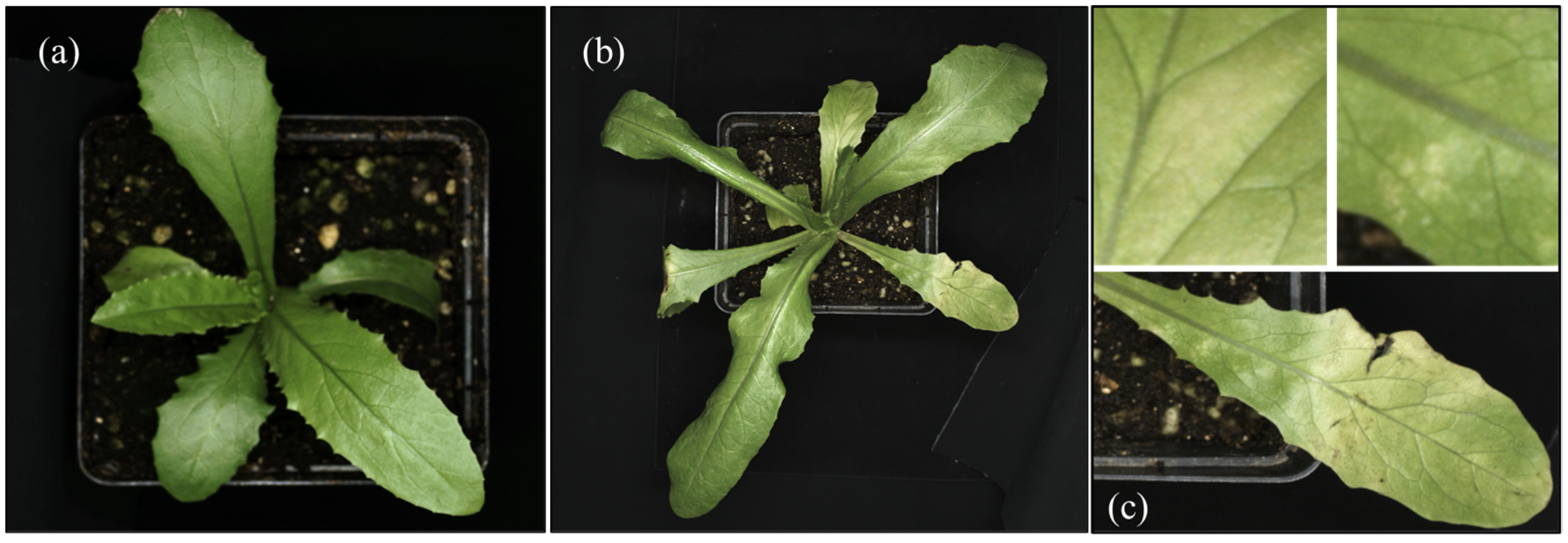 Agriculture 15 00444 g001