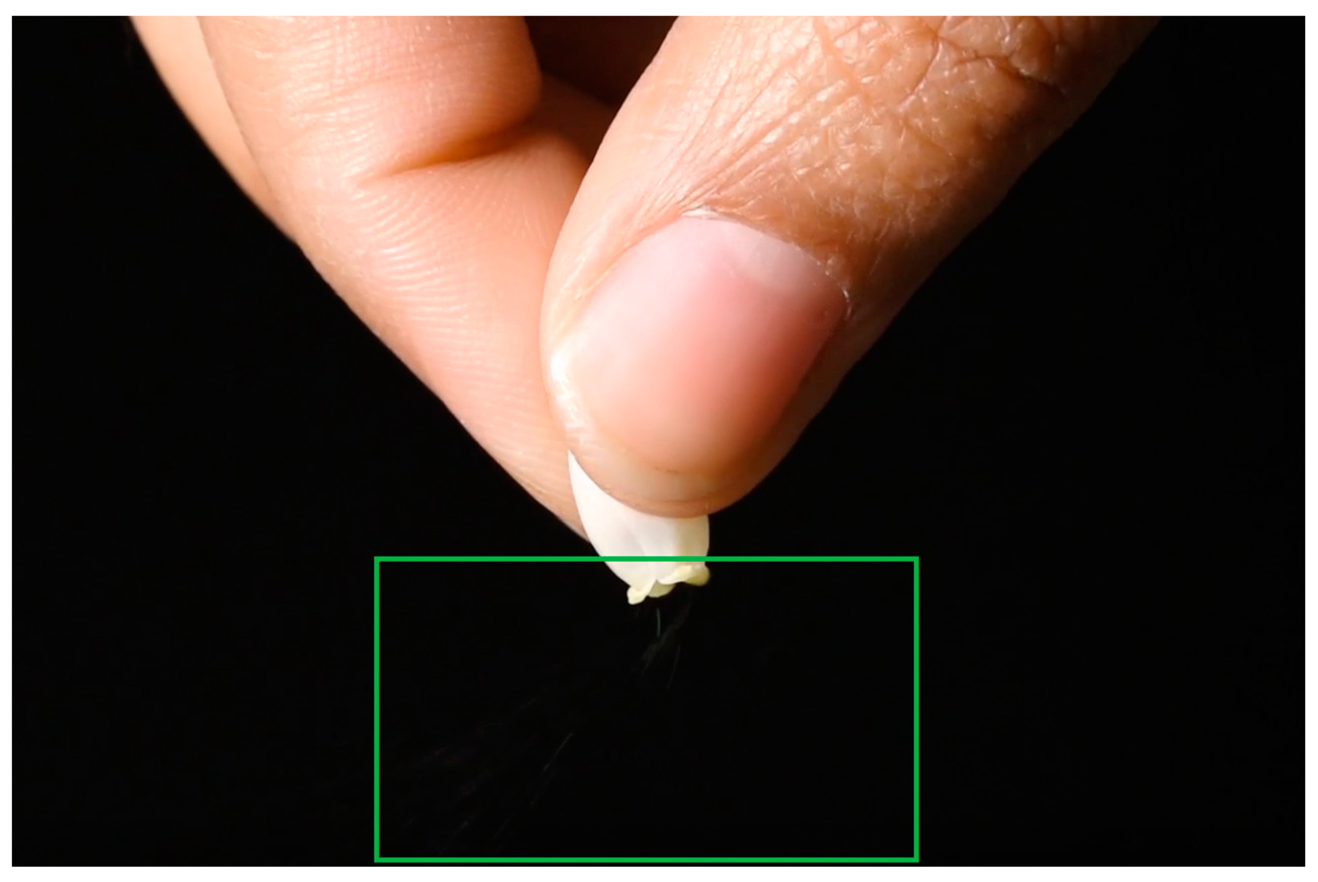 Agriculture 15 00461 g002