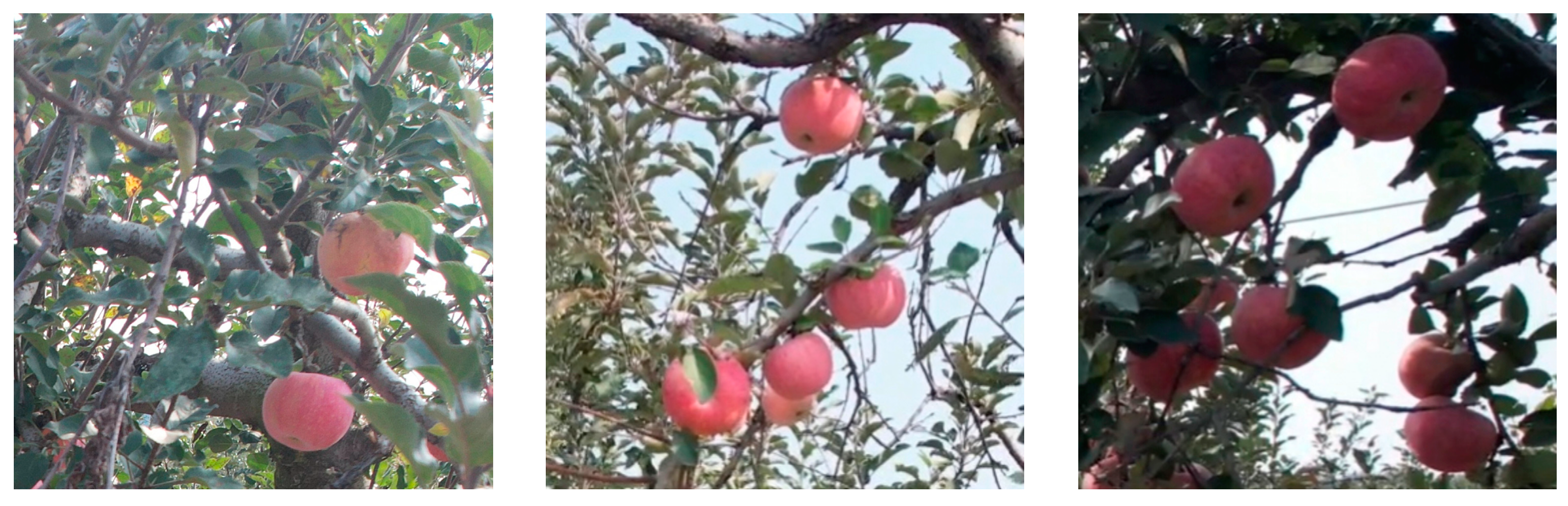 Agriculture 15 00483 g003