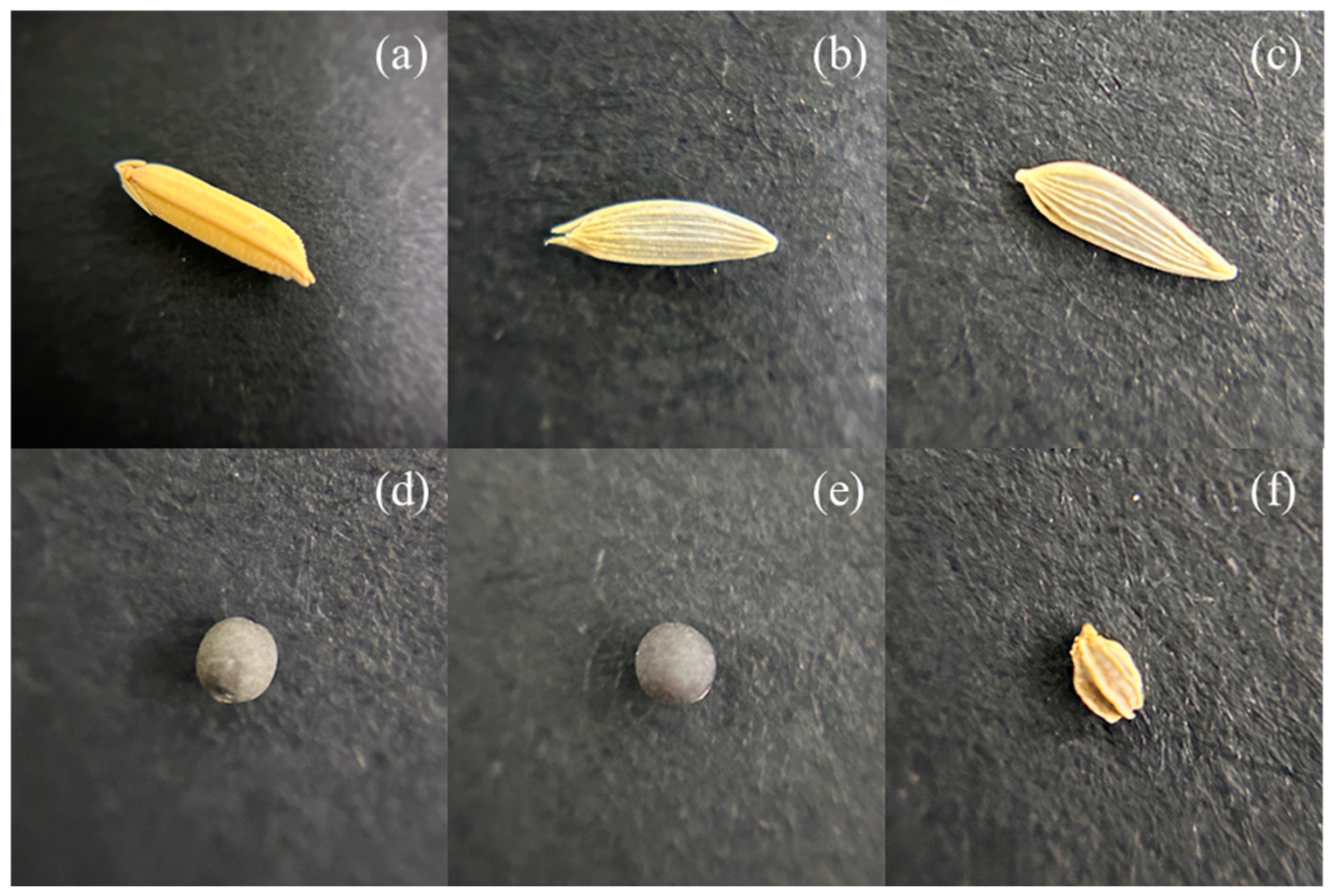 Agriculture 15 00486 g001