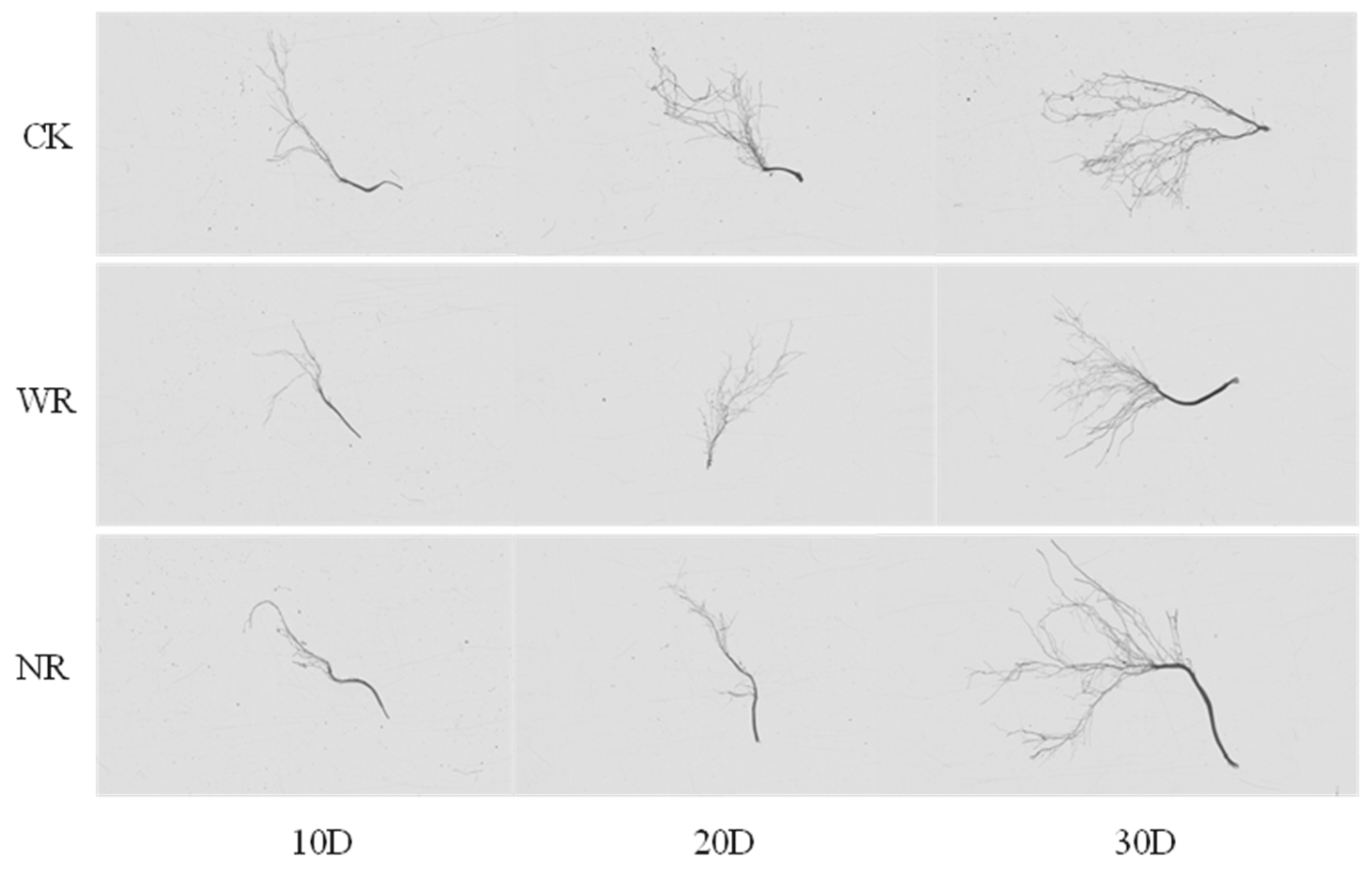 Agriculture 15 00486 g015