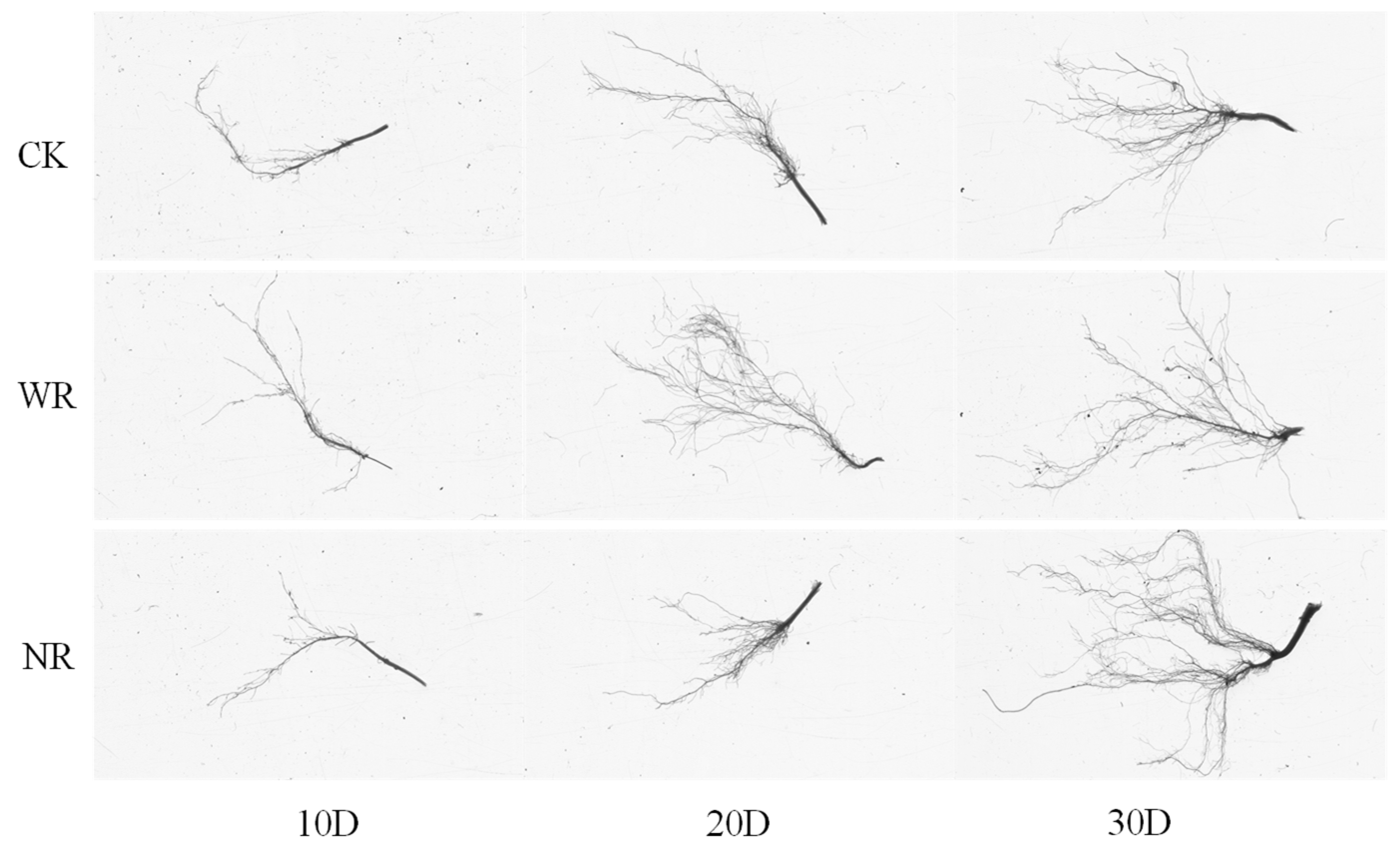Agriculture 15 00486 g016
